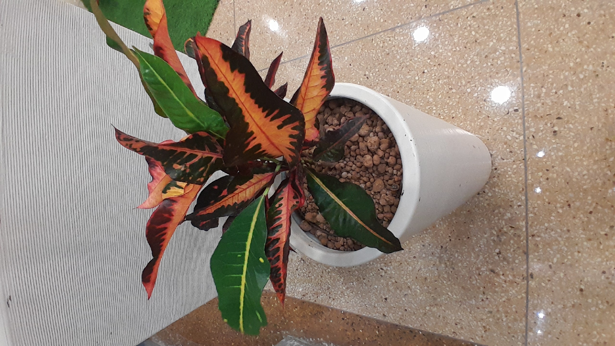 A high-angle medium shot captures a vibrant potted plant, likely a croton, centrally positioned on a speckled terrazzo floor. The plant features a diverse array of leaves, showcasing a striking gradient of colors from deep green to fiery orange and dark red, with prominent black veins. Its leaves are elongated and pointed, some unfurling while others are more upright. The plant is housed in a smooth, white ceramic pot, filled with small, reddish-brown aggregate material. Behind the plant, a textured, light-colored wall with horizontal stripes provides a neutral backdrop. The floor, a mix of beige and brown speckles, reflects ambient light. The scene appears to be indoors, potentially in a well-lit area of a commercial or residential space in Pampatar, Venezuela. No individuals or animals are present.
