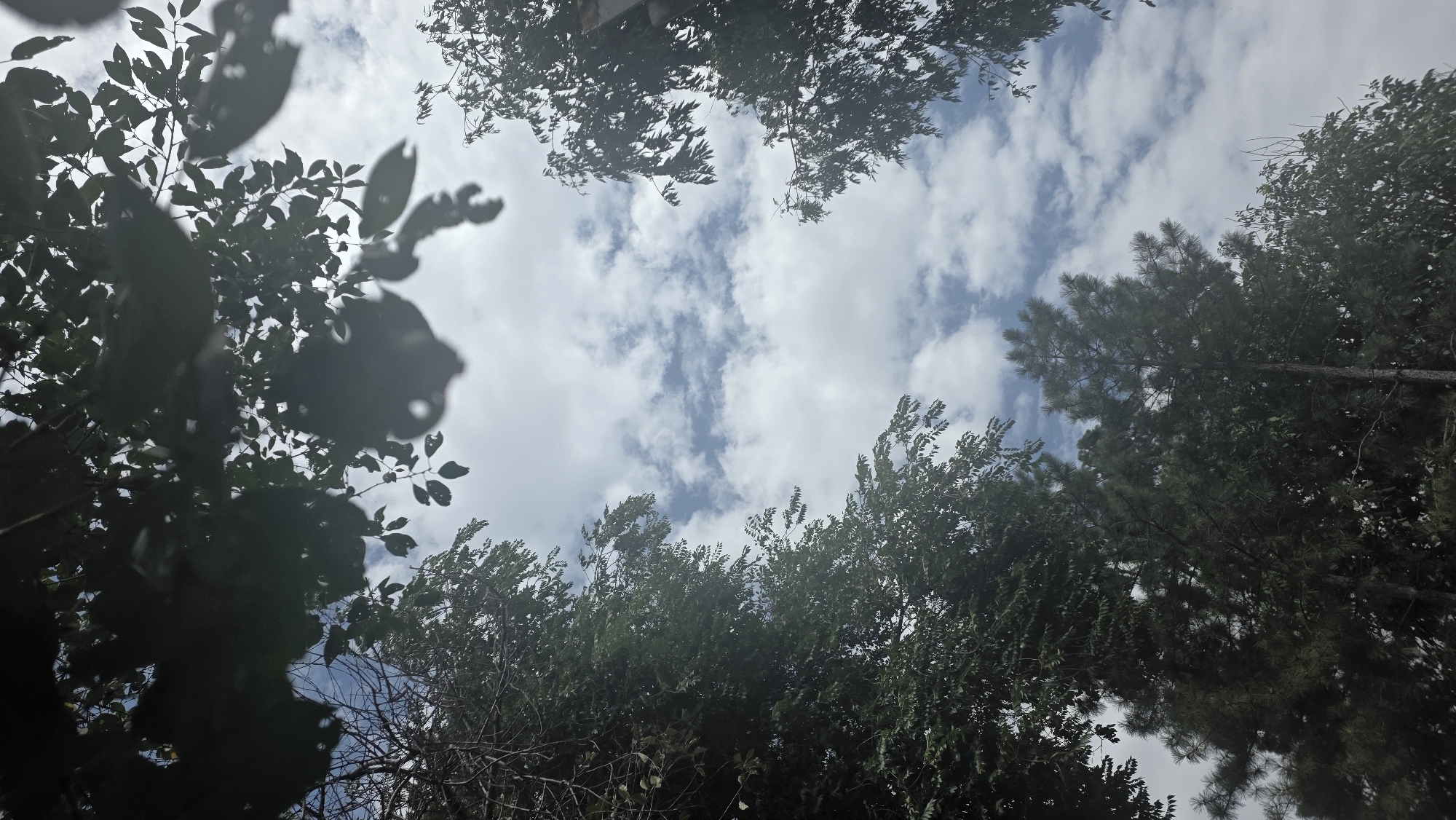 A vertical, wide shot captures a view looking up through the canopy of trees towards a cloudy sky. The foreground is dominated by the dark silhouettes of leafy branches from deciduous trees, with some bare branches visible. In the mid-ground and background, various evergreen and deciduous trees are present, appearing as dark green masses. The sky above is a mix of light blue patches and white, fluffy clouds. The scene appears to be outdoors, possibly in a park or natural setting within Tokmok City, Kyrgyzstan. There are no people or visible actions in the image.