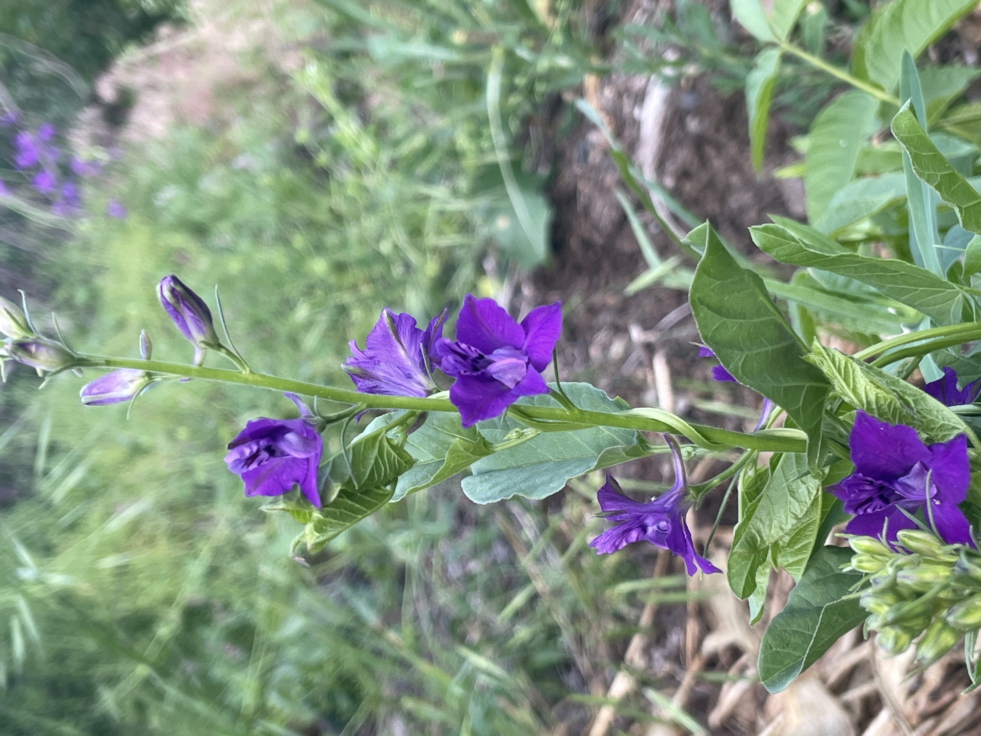 The image shows a close-up view of a purple delphinium flower with several buds. The flower is growing on a stem with green leaves. The background is out of focus, showing a blurry green field with some brown soil and dried leaves. The scene appears to be outdoors in a natural setting, possibly a garden or a meadow. There are no people or any other discernible objects in the scene, other than the plant itself. The lighting suggests it is daytime, with soft, diffused light.