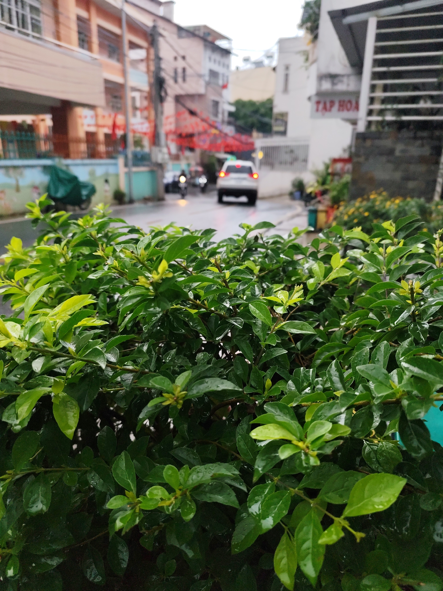 The image presents a street scene in Da Lat, Vietnam, characterized by a lush green plant acting as a prominent foreground element. The leaves of the plant are visibly wet with water droplets, suggesting recent rain or mist.
In the blurred background, a wet street reflects light under an overcast sky. A white car, with its taillights illuminated, moves away from the viewer, driving down the street. Behind the car, two motorcycles with their headlights on are also visible, appearing to follow.
Buildings line both sides of the street. On the left, a multi-story building, primarily light orange with blue trim, has red banners or flags decorating its facade. A motorcycle covered with a green tarp is parked nearby. On the right, a white building features an external staircase. A red sign mounted on this building displays the Vietnamese text "TẠP HÓA," which translates to "convenience store" or "general store." Some yellow flowering plants are visible at the base of this building.
The scene captures a quiet, daytime moment on a damp street, hinting at typical daily life in an urban environment during cloudy or rainy weather. No specific human activity or emotions are prominently displayed.