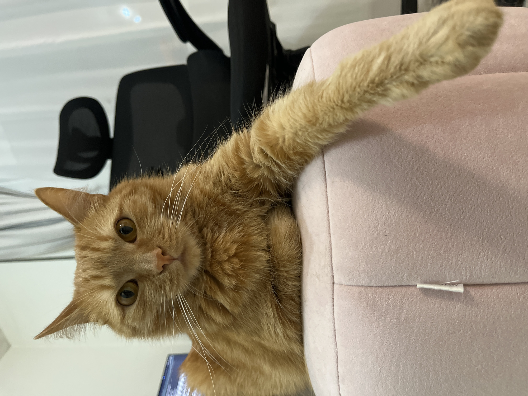 An orange or ginger tabby cat is the central subject of this image, looking directly at the viewer with curious amber eyes. The cat's head is slightly tilted, and its long white whiskers are prominent. One of its front paws is extended upwards and draped over a soft, light pink upholstered surface, which could be a cushion or an armrest. The cat's body appears to be partially resting on or nestled into this pink object.
In the background, a dark, possibly black, office chair with a mesh back is visible, indicating an indoor setting, likely a home or office environment. The lighting is bright and diffused. The image is oriented such that the cat seems to be peering down from an elevated position. A small white fabric tag with unreadable text is visible on the pink upholstered surface. The cat's expression is one of engaged curiosity, possibly playful. This scene is located in Perm, Russia.