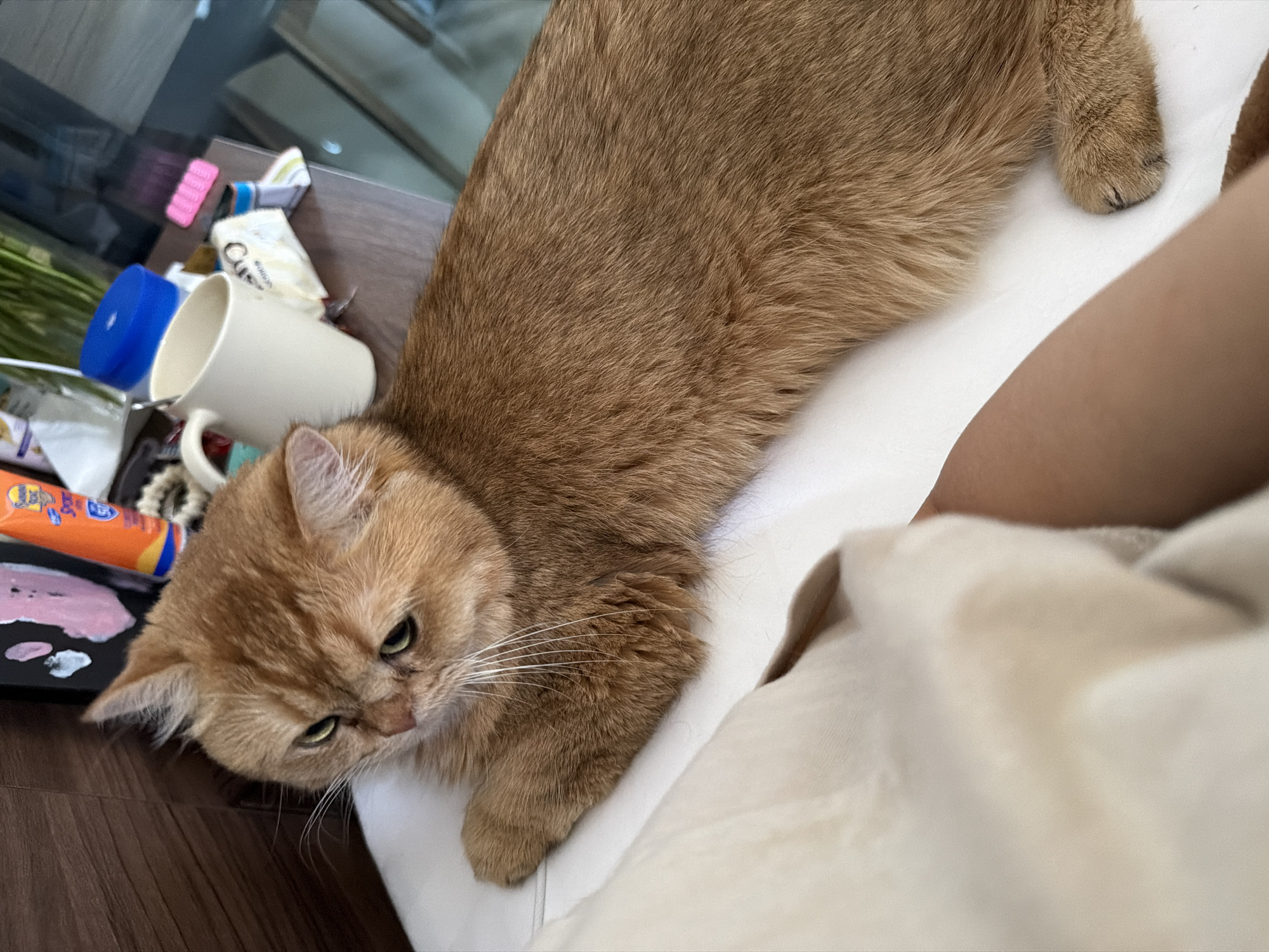 An orange cat with green eyes is lying on a white surface, possibly a bed or sofa, in a room. The cat is positioned from left to right across the frame. In the background, on a wooden surface, there are several objects, including a white mug, a blue lid, and some toiletries. The lighting suggests it is daytime, possibly indoors. There is no discernible information in the image to suggest a location in Đà Nẵng, Vietnam.
