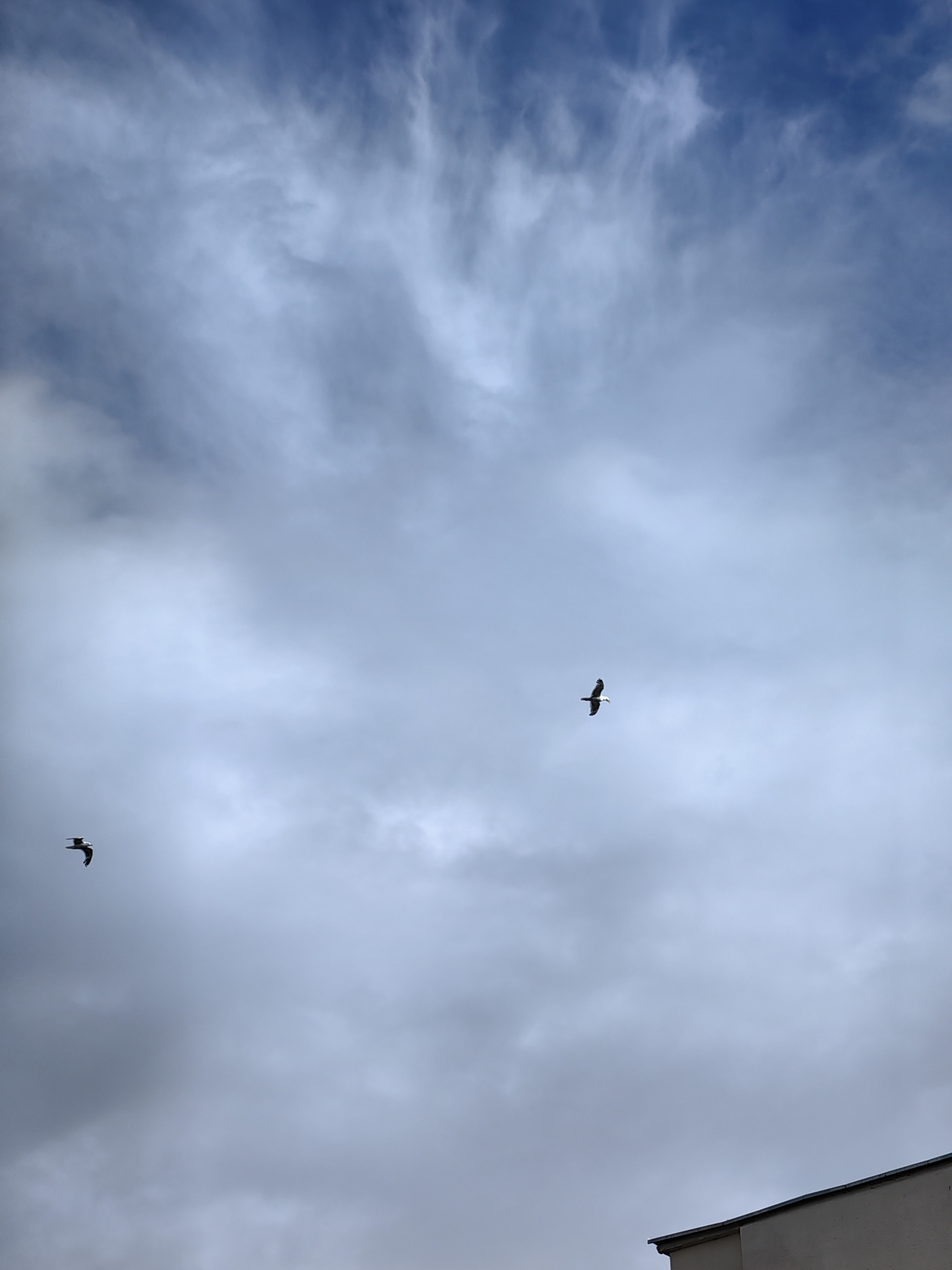 Two birds are captured in flight against a cloudy sky. The bird on the left is smaller and closer to the bottom left corner, with its wings spread. The bird on the right is larger and located more centrally, also with wings extended, appearing to be soaring. The sky transitions from a deep blue at the top, with wispy white clouds, to a more uniform grey lower down, indicating cloud cover. In the bottom right corner, the edge of a light-colored building with a dark roofline is visible. The image was taken in the city of Minsk, Belarus.