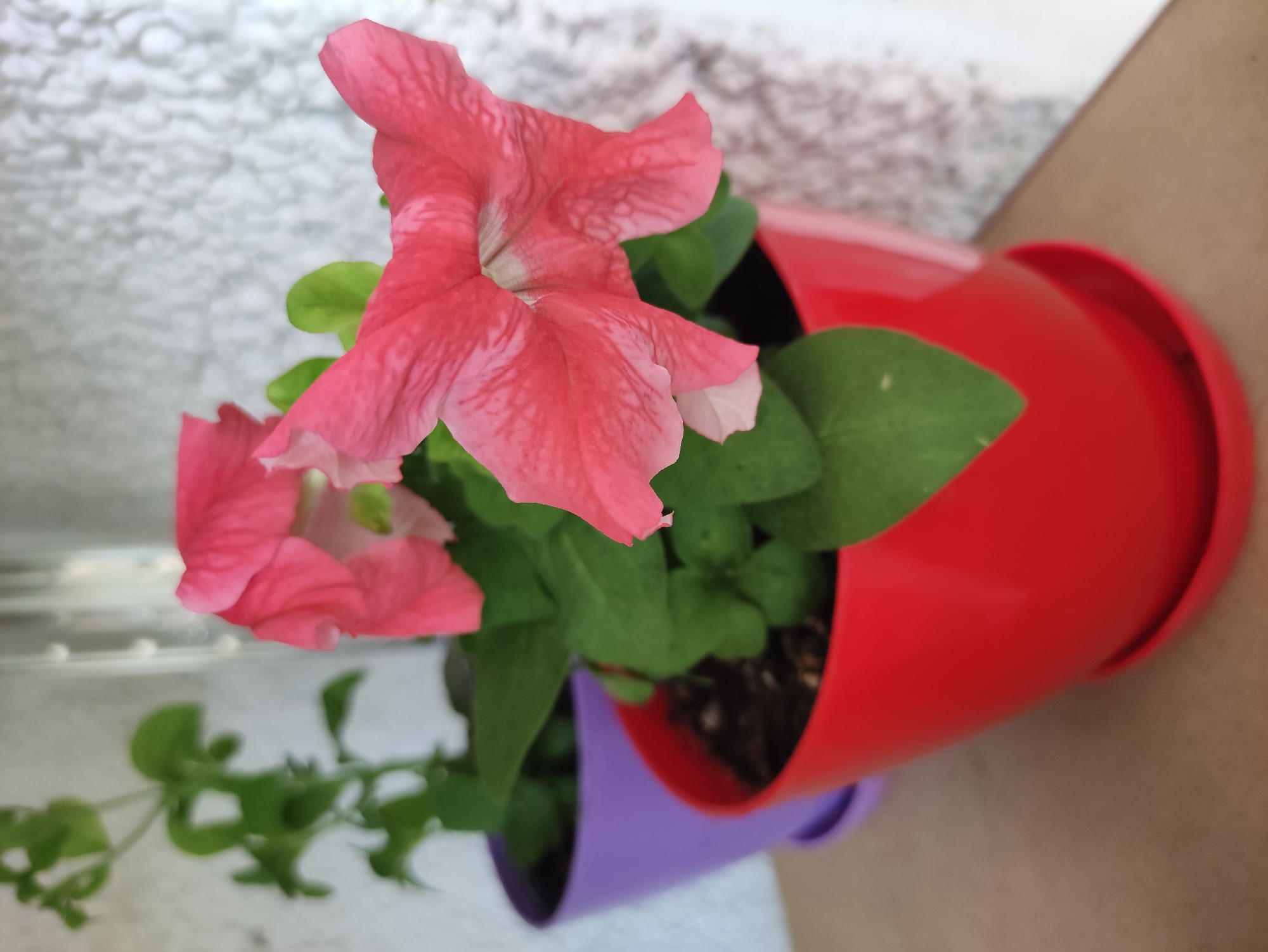 Two potted plants are displayed on a surface that appears to be a shelf or table. The foreground plant is in a bright red pot and features pink flowers with green leaves. Behind it, to the left, is another plant in a purple pot, with green foliage visible. The background shows a textured white wall. The image is taken from a slightly elevated perspective, looking down at the plants. There are no people or animals present in the scene. The lighting is natural, casting soft shadows. The location is not specified in the image.