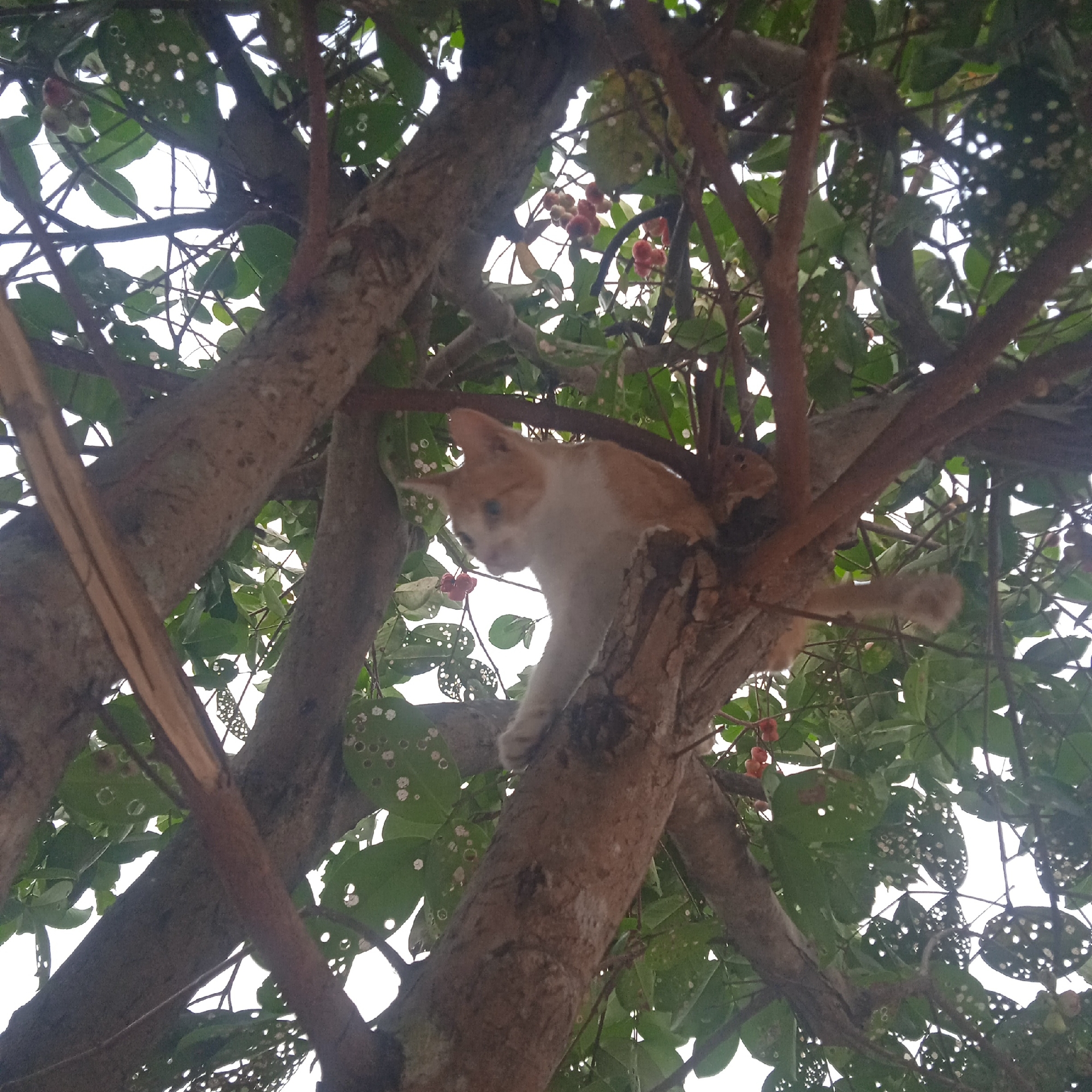 A ginger and white cat is perched on a tree branch in Situterate, Indonesia. The cat is looking downwards, with its head tilted to the left. It is surrounded by green leaves and branches. The cat's body is mostly white with ginger markings on its head, back, and tail. The tree appears to be in a natural setting, possibly a park or a garden, given the presence of fruit on some of the branches. The sky is visible in the background, indicating it is daytime. The image is taken from a low angle, looking up into the tree.