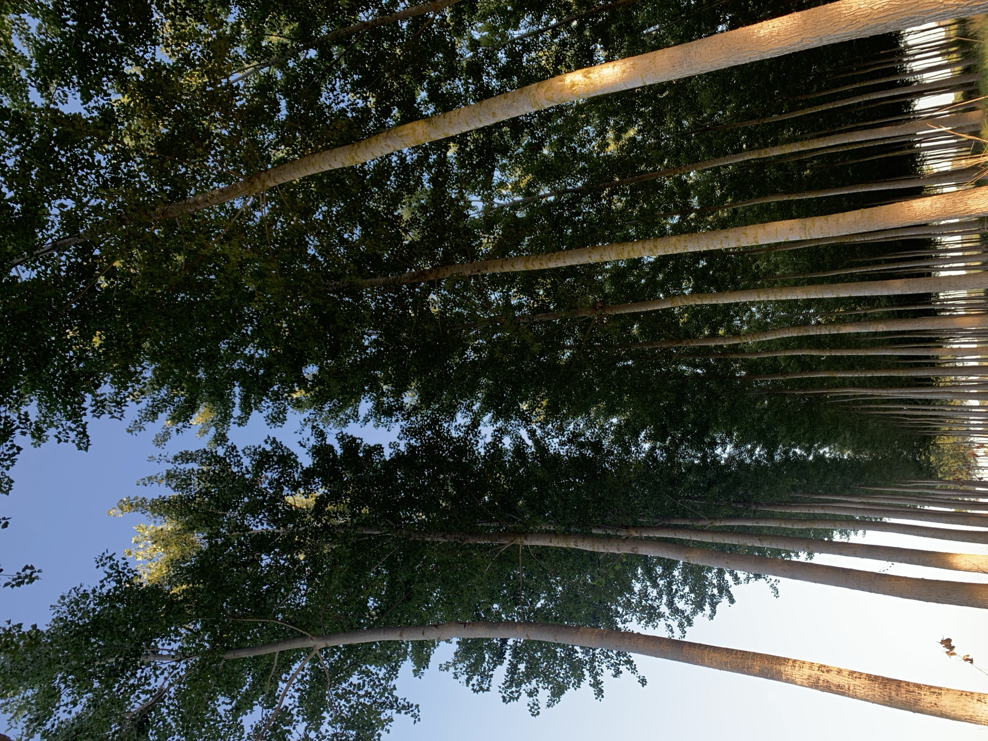 The image depicts a dense, straight row of tall poplar trees, likely in a cultivated forest or along a boundary in Massenzatica, Italy. The perspective is from ground level, looking upwards towards the canopy and the sky. The trees are closely spaced, with their smooth, light-colored trunks dominating the foreground and midground. The foliage is lush and green, forming a thick canopy that partially obscures the clear blue sky. Sunlight filters through the leaves, casting a warm glow on some of the tree trunks, particularly on the right side of the image, highlighting their textures and patterns. The ground below is not clearly visible, but hints of dry grass and a few fallen leaves suggest an outdoor, possibly rural setting. The overall impression is one of natural growth and orderly cultivation, characteristic of agricultural landscapes in the Po Valley region of Italy.