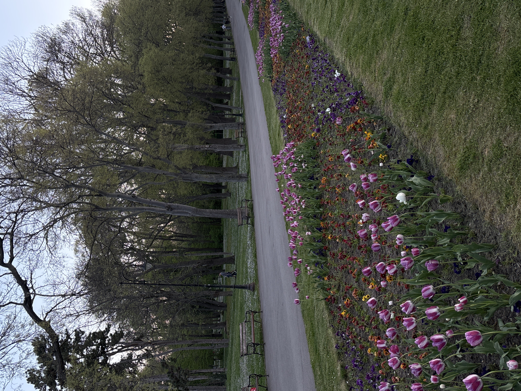 The image depicts a park pathway in Varna, Bulgaria, flanked by flower beds and trees. On the right of the pathway, a bed of tulips in various colors (predominantly pink and purple) lines the edge of a green lawn. Beyond the lawn, a dense row of trees is visible. The pathway is gray, leading into the distance, and has benches positioned alongside it at intervals. The sky appears overcast. The location might be the Sea Garden in Varna, known for its floral displays and long paths.