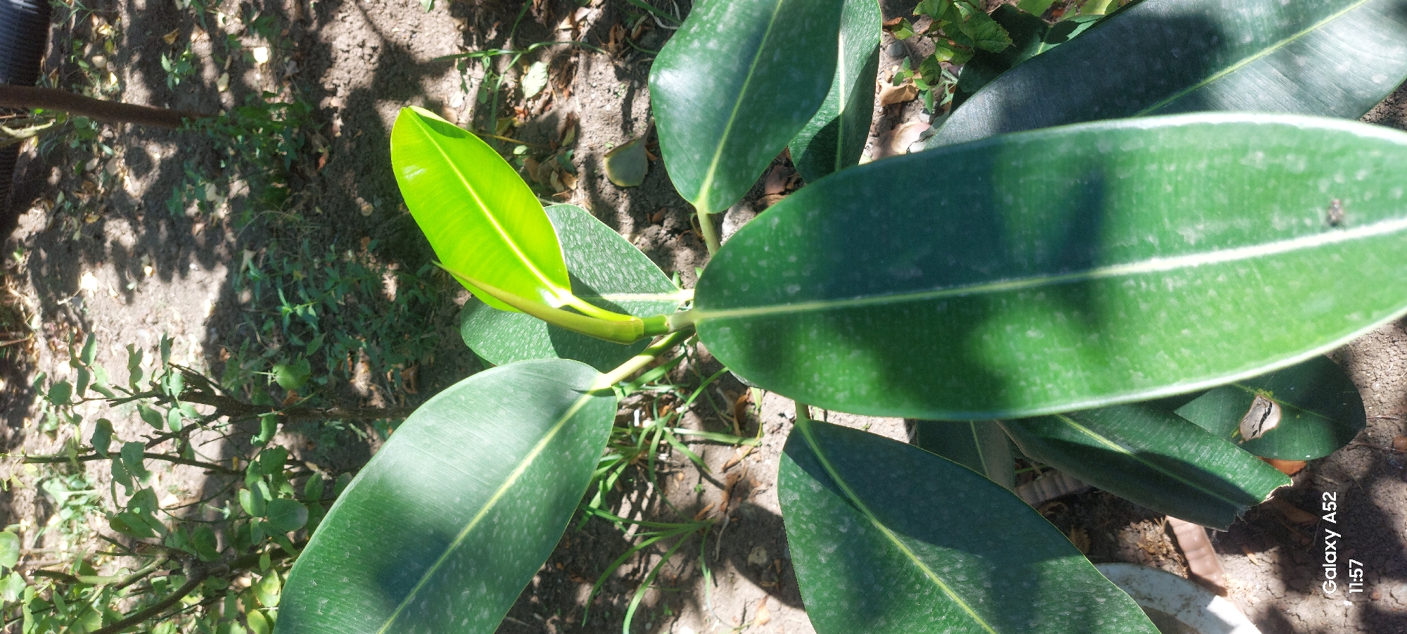 An outdoor, eye-level, close-up shot features the glossy, dark green leaves of a Rubber Plant (Ficus elastica). A new, vibrant green leaf is unfurling at the top center of the plant. The plant is situated in soil with dry leaves and small green weeds scattered around. Shadows from an unseen tree fall across the ground. The bottom left corner of the image displays "Galaxy A52 11:57" in white text. The scene is likely a garden or yard in Ganja City, Azerbaijan, given the timestamp and device information.