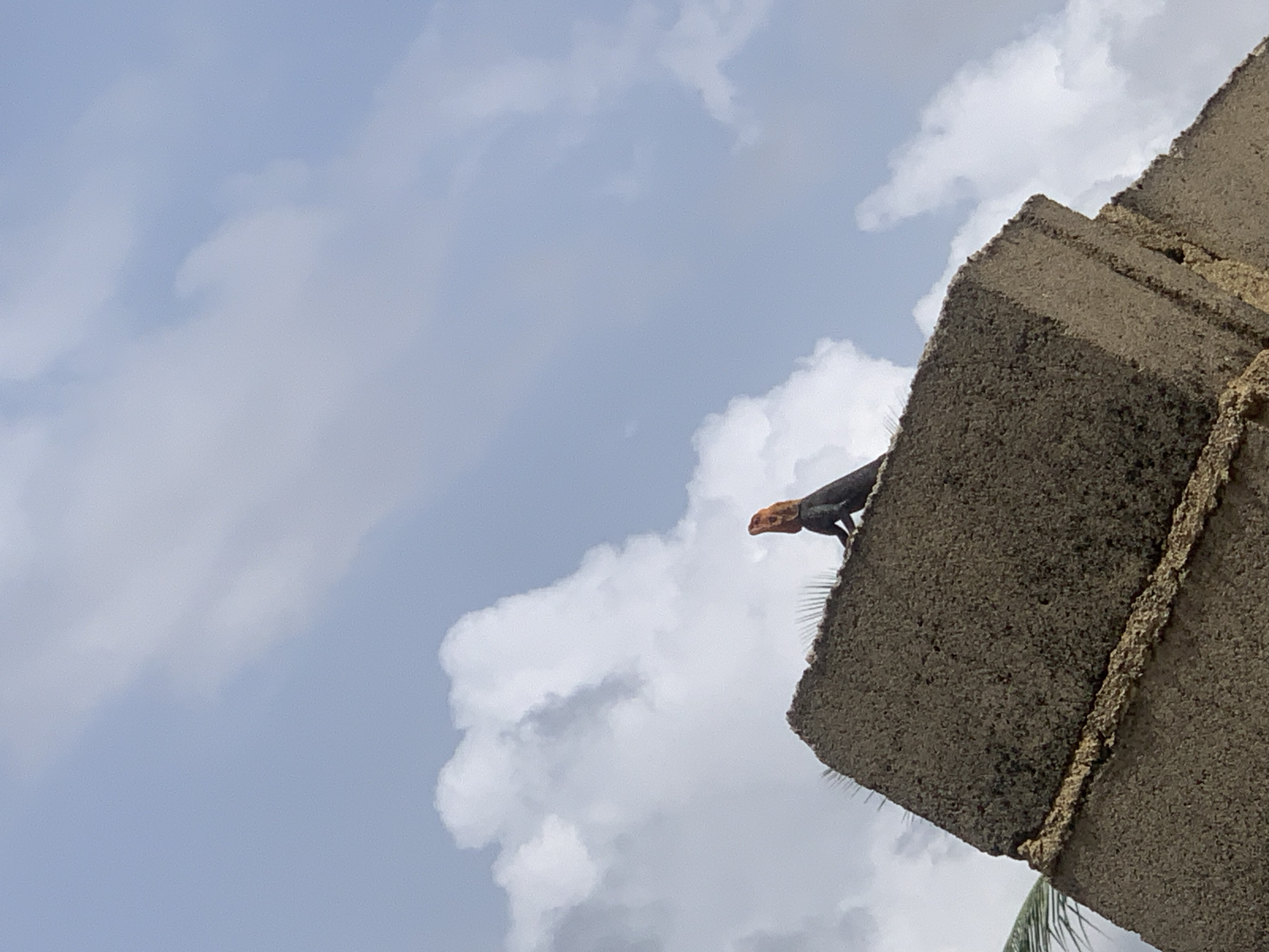 A lizard perches on the edge of a stacked concrete block structure. The sky is visible, with clouds scattered throughout. The location is Ikorodu, Nigeria. The lizard has an orange head and dark body. The blocks are a coarse grey color. There is what appears to be dried mortar between the block segments. A single palm frond is visible at the base of the structure.