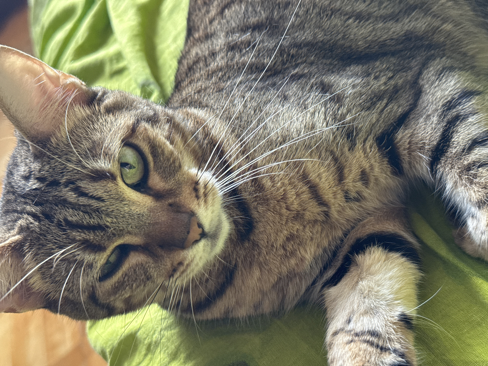 A close-up shot captures a tabby cat lying on a bright green surface, likely fabric. The cat's head is turned to the left, revealing a portion of its face with striking green eyes. Its fur displays the characteristic brown and black stripes of a tabby pattern. The cat's whiskers are prominent and white, fanning out from its muzzle. The background is a soft focus of the green material and a hint of a wooden surface. There are no people or any discernible elements that place this image in Izhevsk, Russia.