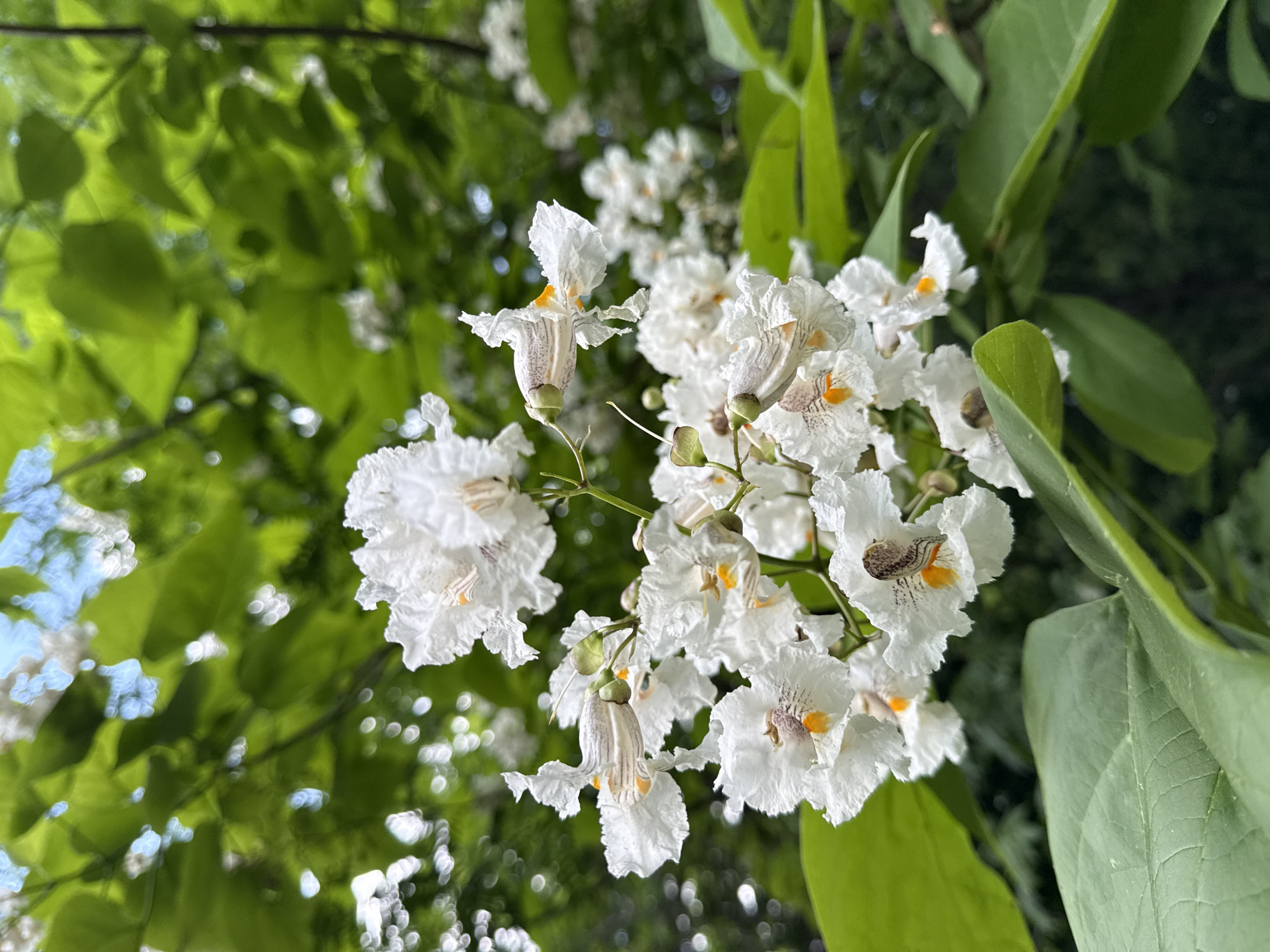 The image depicts a cluster of white Catalpa flowers with brown and orange markings. The flowers are surrounded by green leaves, suggesting a tree canopy. The location is Tashkent, Uzbekistan.
