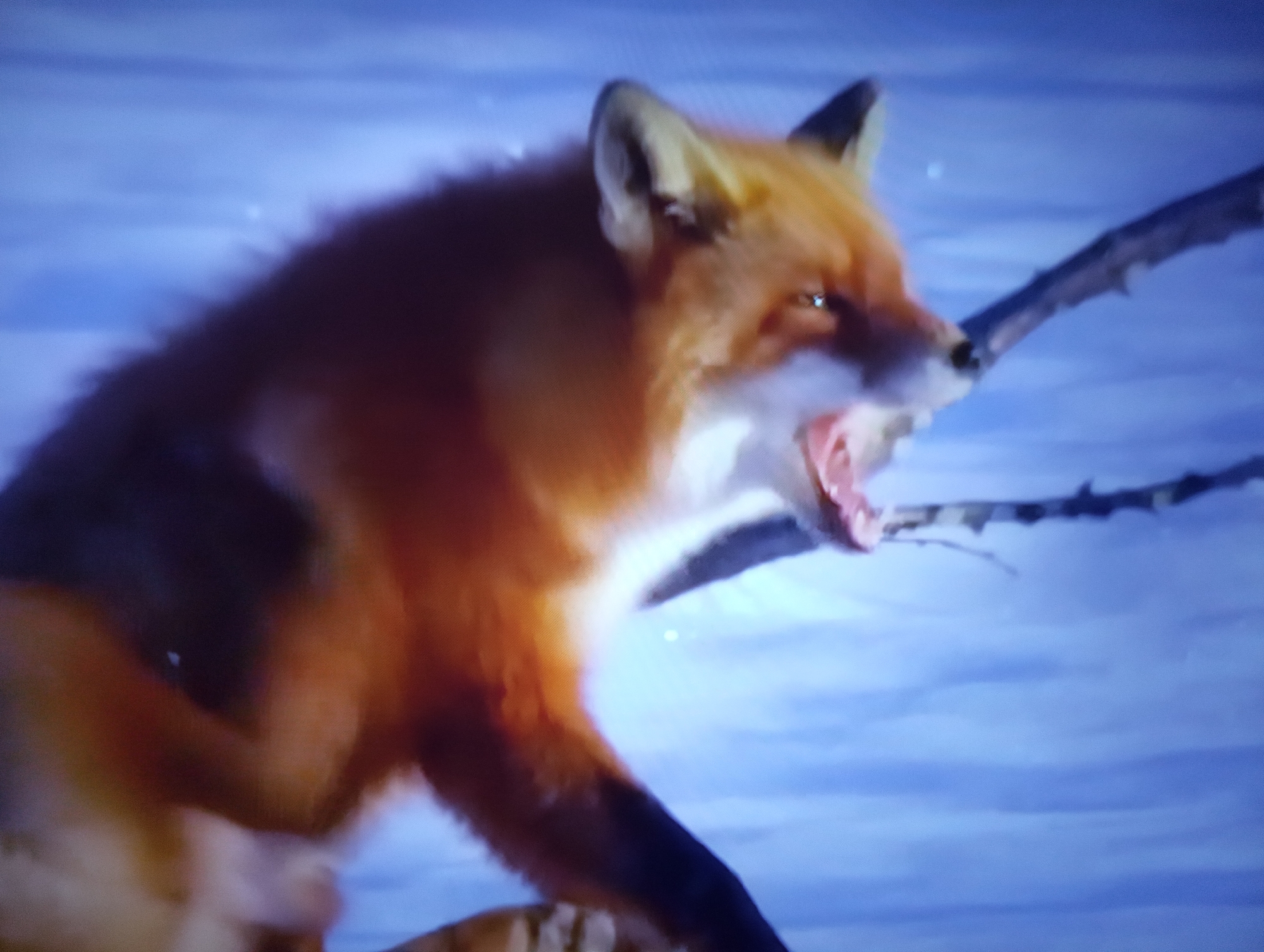 This media file depicts a close-up of a red fox with its mouth open, possibly yawning or in mid-howl. The fox is the primary subject, its reddish-orange fur and white underbelly clearly visible. The background is a blurred expanse of white, suggesting snow, and a cool blue tone that could indicate a twilight or overcast sky. A dark, thin branch crosses the upper right portion of the frame, adding a natural element to the scene. The overall impression is one of a wild animal in a cold, natural environment. There is no visible text in the image. The context provided places this scene in Dnipro, Ukraine, suggesting a possible encounter with local wildlife.