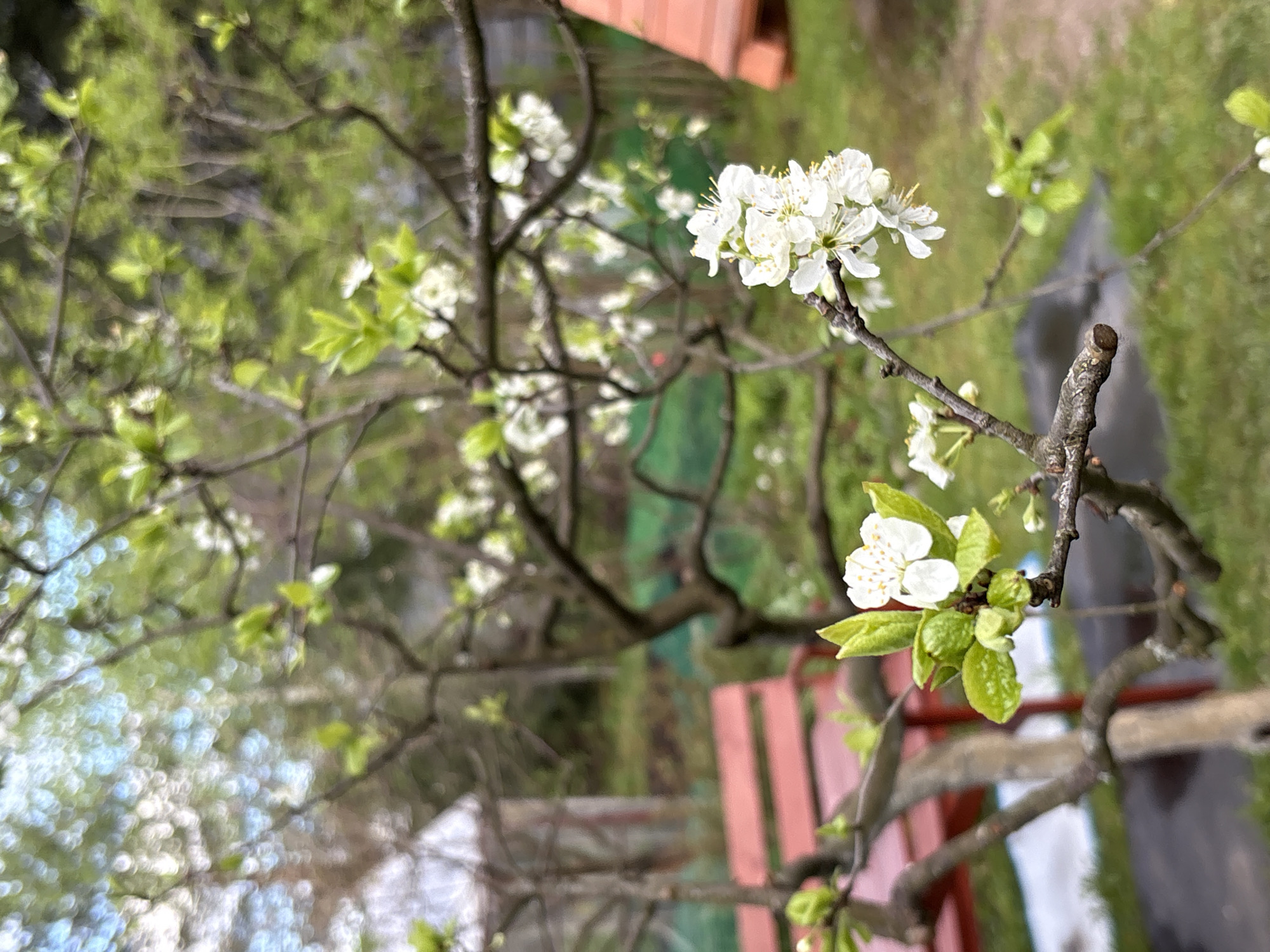 The image shows a tree branch with white blossoms and green leaves. The background includes a glimpse of green grass, other tree branches, and a partially visible red bench. The location is potentially in the city of Озон Снт, Russia, but this cannot be confirmed solely from the image content.