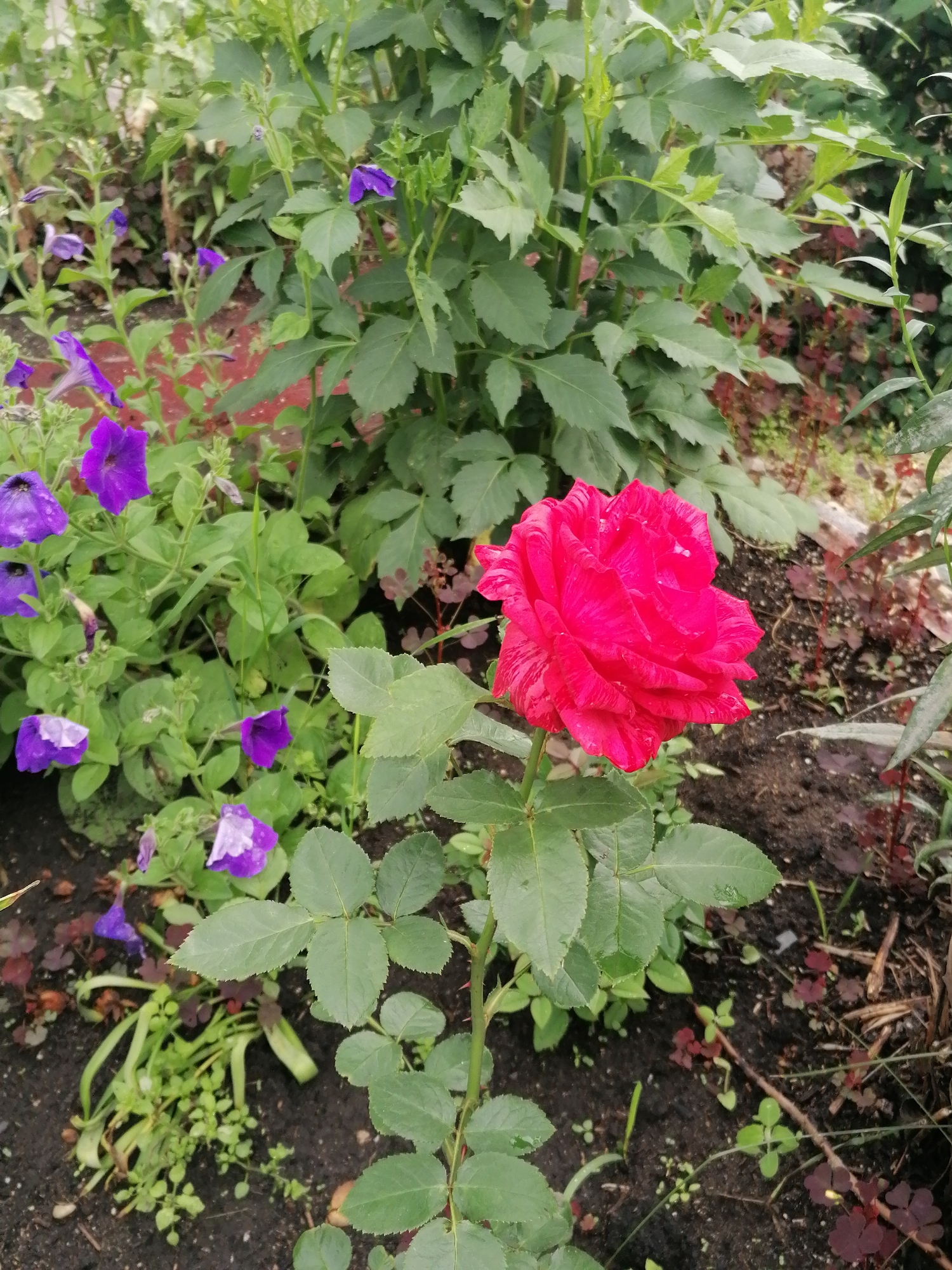 A close-up, eye-level outdoor shot captures a vibrant red rose in full bloom, dominating the foreground. The rose, with its ruffled petals and delicate water droplets, stands tall on a thorny green stem. Surrounding the rose, a variety of green foliage and smaller purple petunias create a lush, garden-like atmosphere. The soil beneath is dark and rich, with scattered dry leaves and twigs. The background is a blur of green leaves and reddish-brown ground cover, hinting at a naturalistic setting. The image appears to have been taken on a cloudy day, with soft, diffused light. The scene is static and peaceful, with no visible activity or human presence. The location is identified as the garden of a private residence in the village of Mylnikovo, Russia.