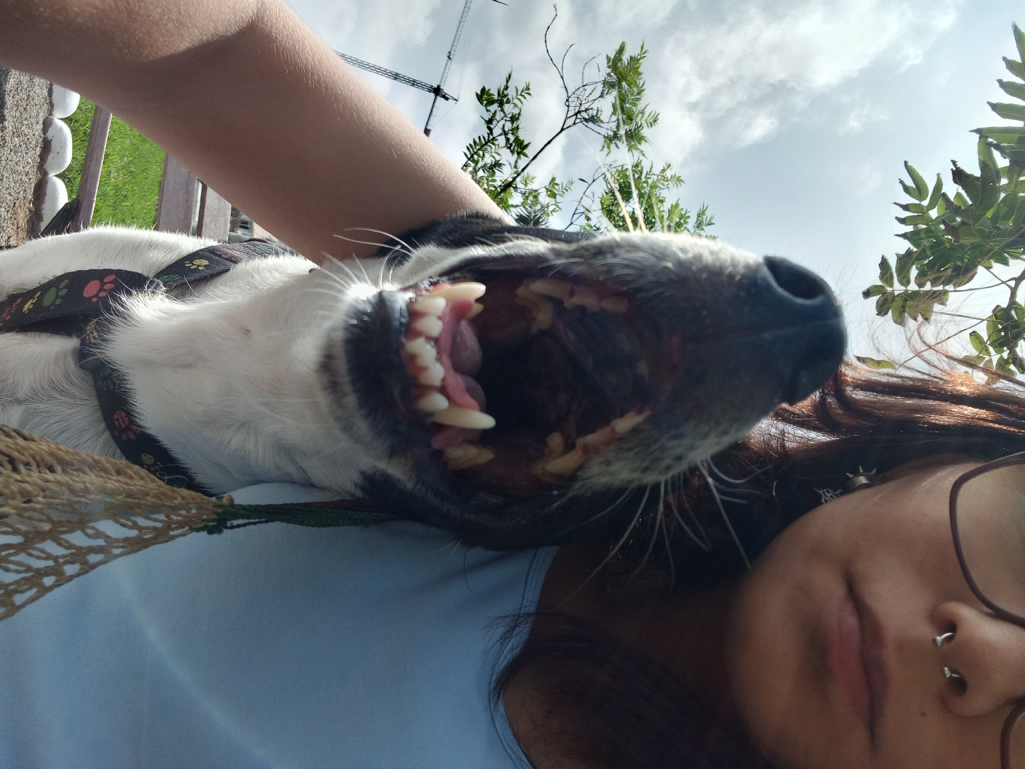 A close-up, low-angle selfie shows a person and a dog in an outdoor, urban environment. The person, with dark hair and glasses, is positioned on the right side of the frame, their face partially obscured by the dog. They are wearing a light blue shirt and have a septum piercing. The dog, a black and white breed, is in the foreground, its mouth wide open, revealing its teeth and pink tongue. The dog is wearing a harness with a paw print pattern. A tan mesh bag hangs from a string attached to the harness. In the background, trees with green leaves and a cloudy sky are visible. To the left of the dog, a construction crane is present, indicating an urban setting. The ground appears to be a mix of gravel and white stones. A wooden bench with a green grassy area behind it is also visible. The overall scene suggests a casual outing in a public space.