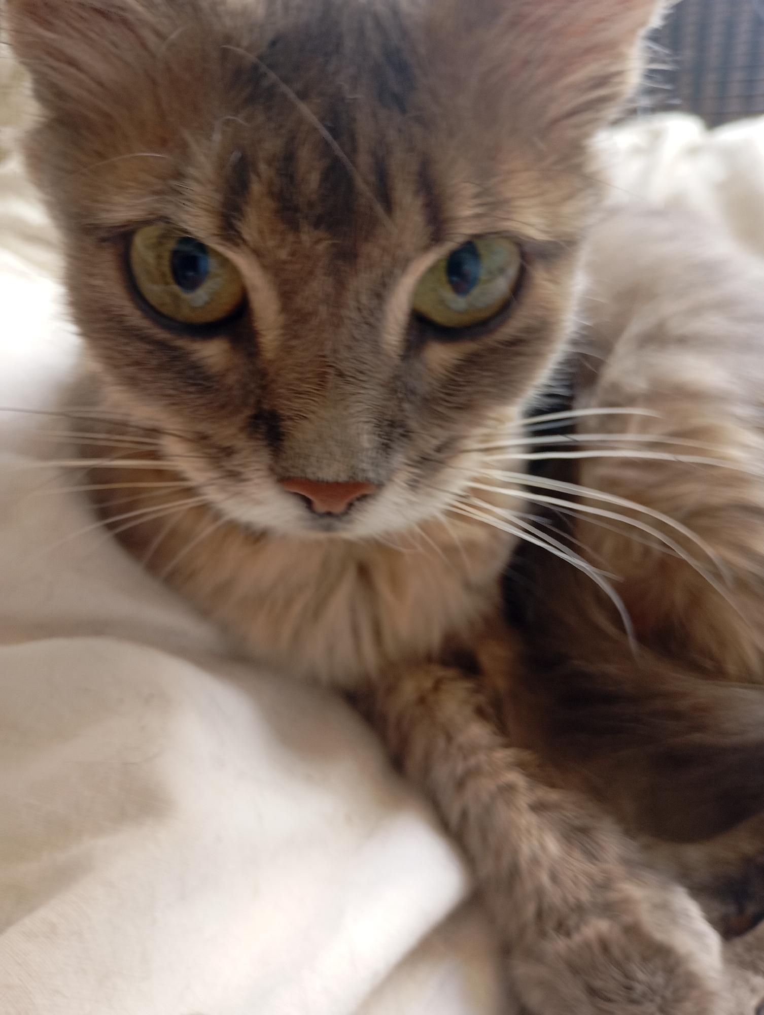 A close-up, shallow depth-of-field photograph shows a grey tabby cat lying on a white, textured surface, possibly a blanket or bedsheet. The cat's face is the primary focus, with its eyes open and looking forward. The cat has distinctive tabby markings on its face and forehead, with stripes radiating from its eyes. Its nose is pinkish-brown. Long, white whiskers extend from its muzzle. The background is blurred, indicating the cat is close to the camera. The image is taken indoors, in what appears to be a domestic setting. There is no information about the location in Kharkiv, Ukraine.
