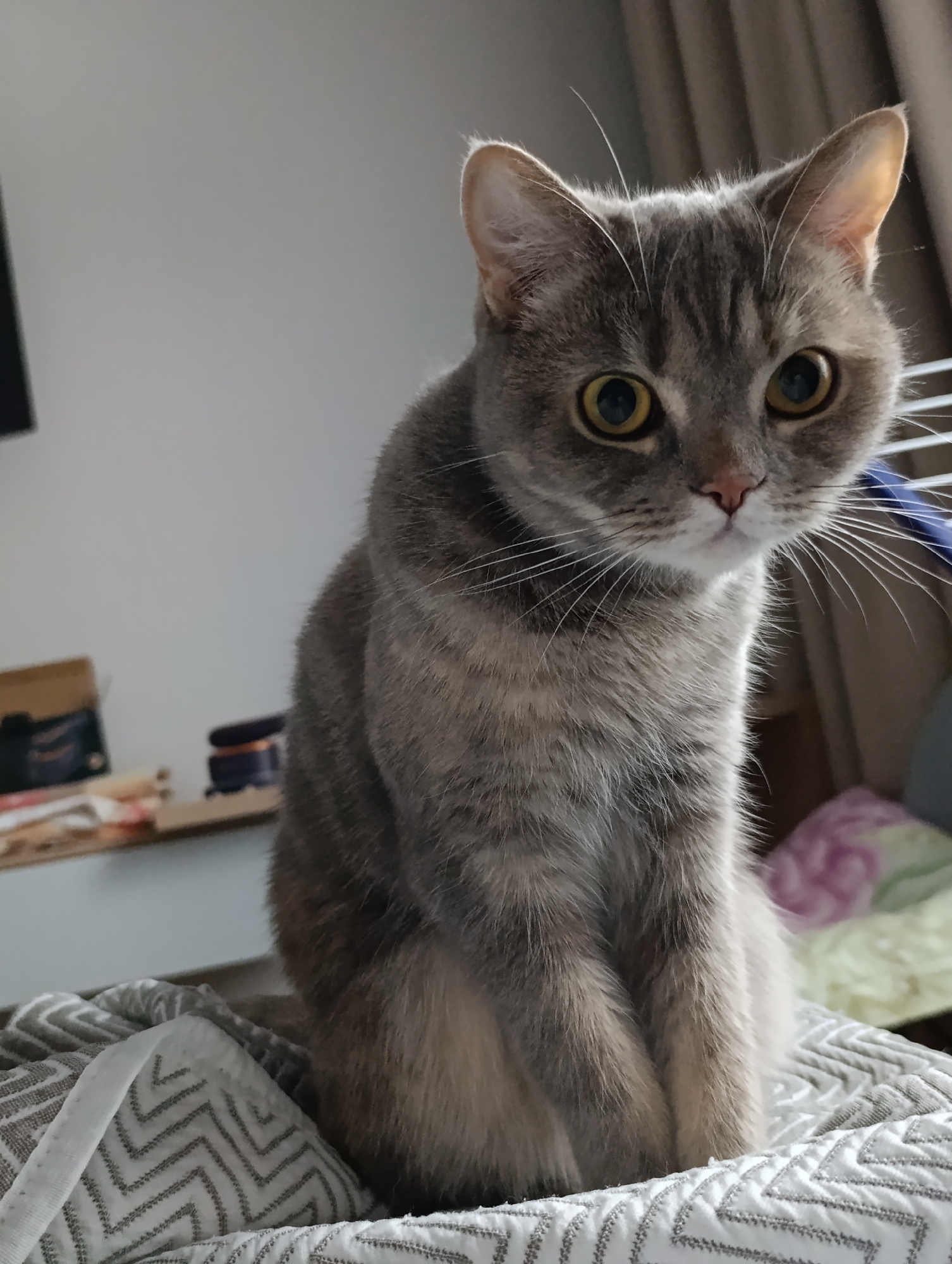 A grey tabby cat with large, round, yellow eyes sits on a white and grey chevron-patterned blanket. The cat is the primary focus of the image, positioned centrally and facing the viewer. The background includes a shelf with various objects and a curtain. The location of Chaikovsky, Russia is not identifiable from the image.