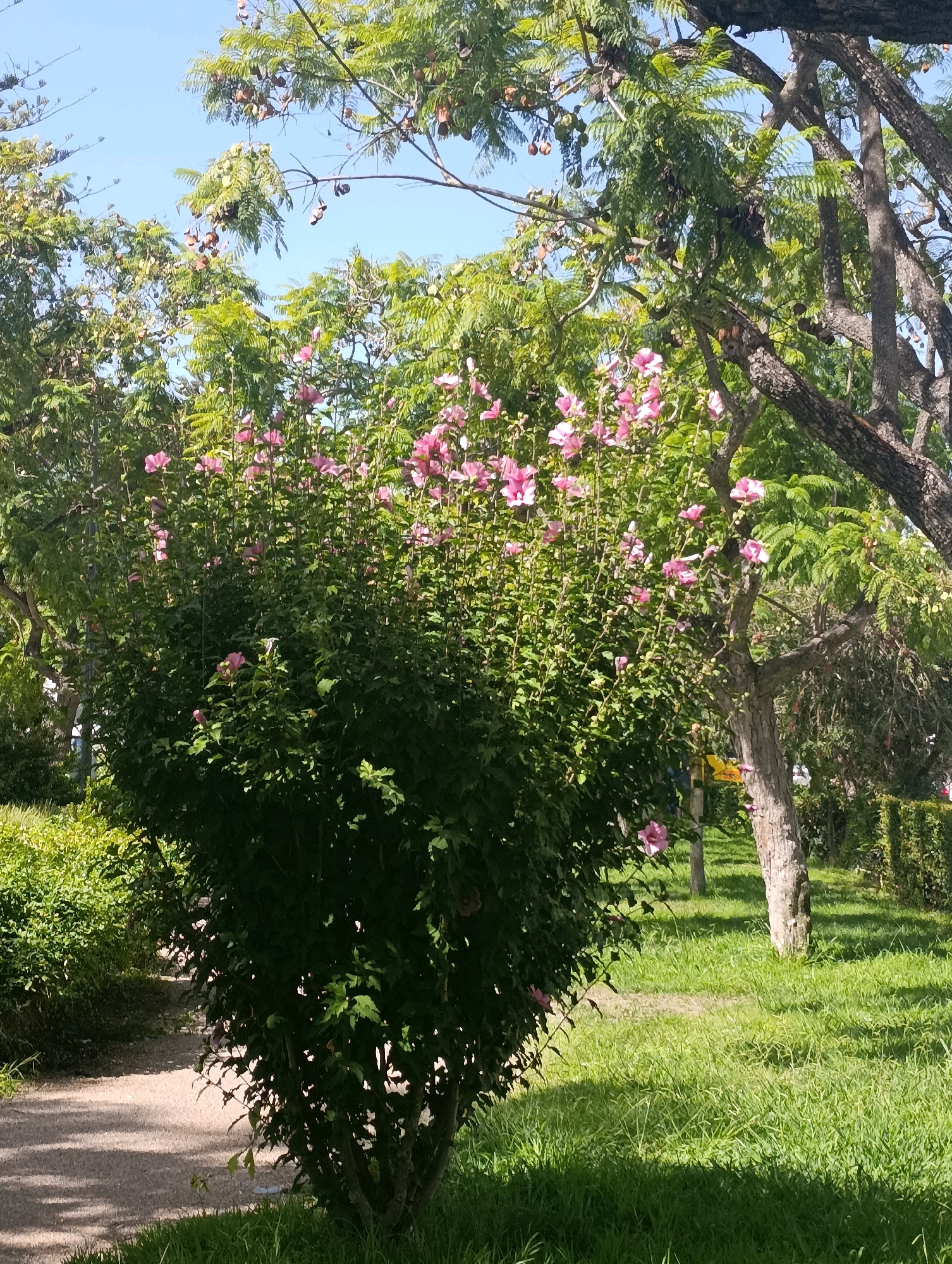 A medium shot captures a flowering bush with large pink blossoms, likely a Rose of Sharon (Hibiscus syriacus), situated in a park or garden setting under a bright, clear sky. The bush is dense with dark green foliage, and the flowers are scattered throughout, some fully open and others in bud. To the left of the bush is a gravel pathway, partially shaded by trees and the bush itself. The ground on the right is covered in vibrant green grass, also dappled with sunlight and shadows. In the background, mature trees with rough bark are visible, their branches laden with seed pods or fruit, contributing to the natural, verdant atmosphere. The overall impression is one of a peaceful, sunlit outdoor space, possibly a public park or botanical garden within the city of Setúbal, Portugal. There are no people or animals clearly visible in the frame.