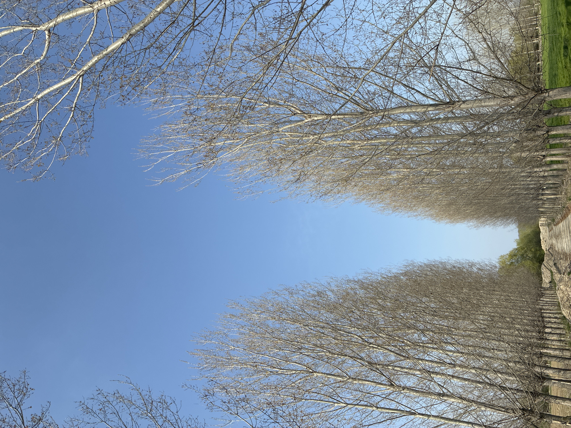 The image depicts a view along a road lined with tall, bare trees, likely poplars or aspens, in what appears to be an agricultural or rural area near Zlokuchene, Bulgaria. The perspective is low, looking upwards at the trees, which frame the blue sky above. The trees are uniformly spaced and planted in rows on either side of the road. The trunks are pale, and the branches are mostly bare, indicating a winter or early spring season. On the right side of the frame, there's a concrete or stone wall running alongside the trees. Beyond the wall, a patch of green suggests a field or open area. No people or animals are visible in the image. The scene is quiet and static, emphasizing the symmetry and pattern of the tree planting.