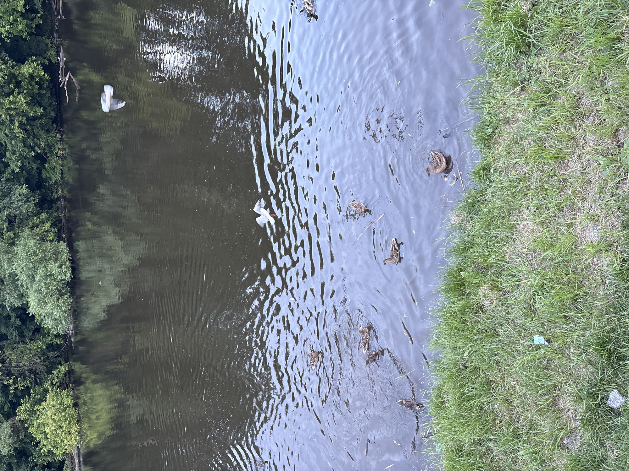 The image shows a body of water with several ducks swimming. The water is dark and appears to have ripples. There is a grassy bank on the left side of the image with some scattered debris. In the background, there is a dense line of trees. A bird is captured mid-flight over the water. The scene is likely a park or natural area within Noginsk, Russia, given the context.