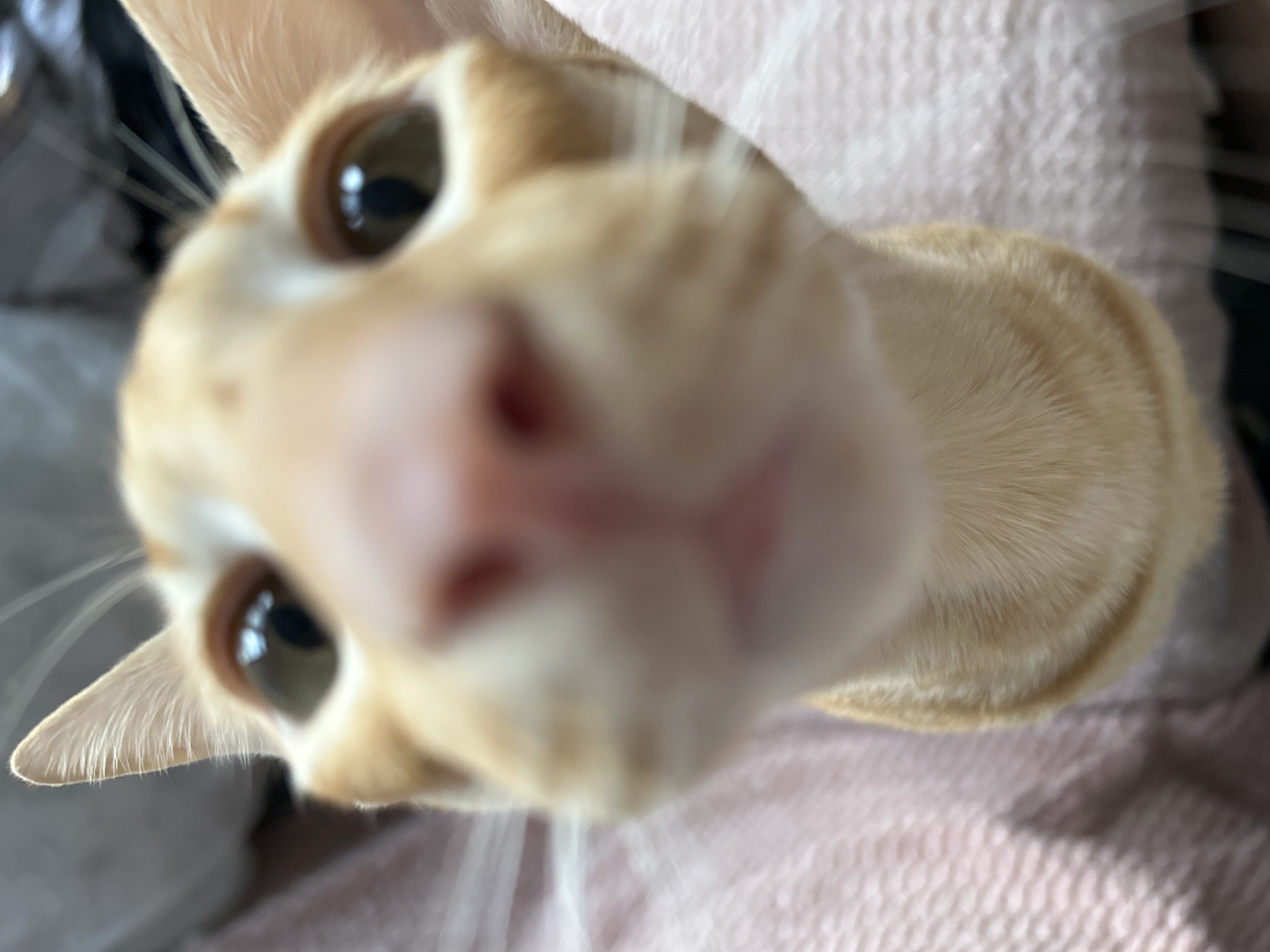A close-up, low-angle, indoor shot shows the face of an orange tabby cat. The cat's head is large and fills the frame, with its nose positioned very close to the camera, creating a distorted, fisheye-like effect. The cat's large, round eyes are dark and reflective. Its pink nose is prominent, and its mouth is slightly ajar, revealing a bit of its pink tongue. The cat's ears are visible, one on either side of its head, and its whiskers are fanned out. The background is blurred, but appears to be a soft, pink, textured surface, possibly a blanket or piece of furniture, and a darker, out-of-focus area. The lighting is soft and diffused.