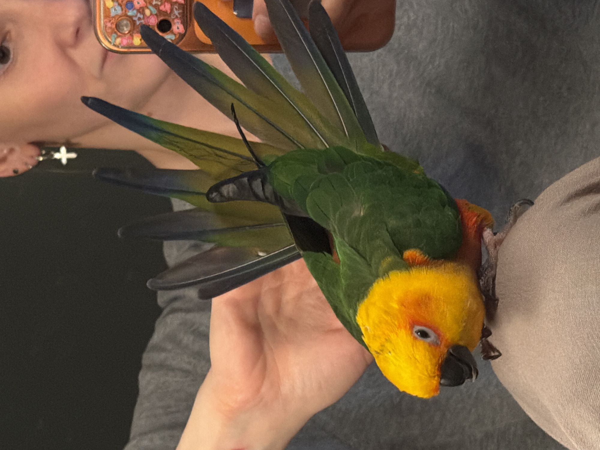 A person is holding a sun conure. The parrot has yellow feathers on its head and chest, green feathers on its back, and blue-tipped flight feathers. The person holding the bird is wearing a gray top. The location is not discernible from the image; therefore, Khimki, Russia, cannot be confirmed.