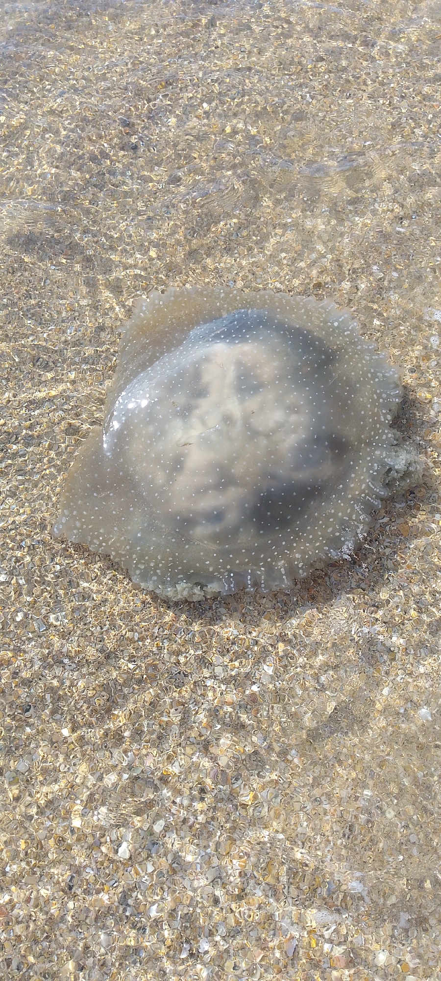 A translucent jellyfish rests in shallow water on a sandy beach. The water is clear and gently rippled. The beach is made of small shells and sand. The jellyfish has a domed shape with numerous small white spots. Inside the jellyfish, a darker mass is visible. The location is presumed to be a beach near Villa Marina, Venezuela.