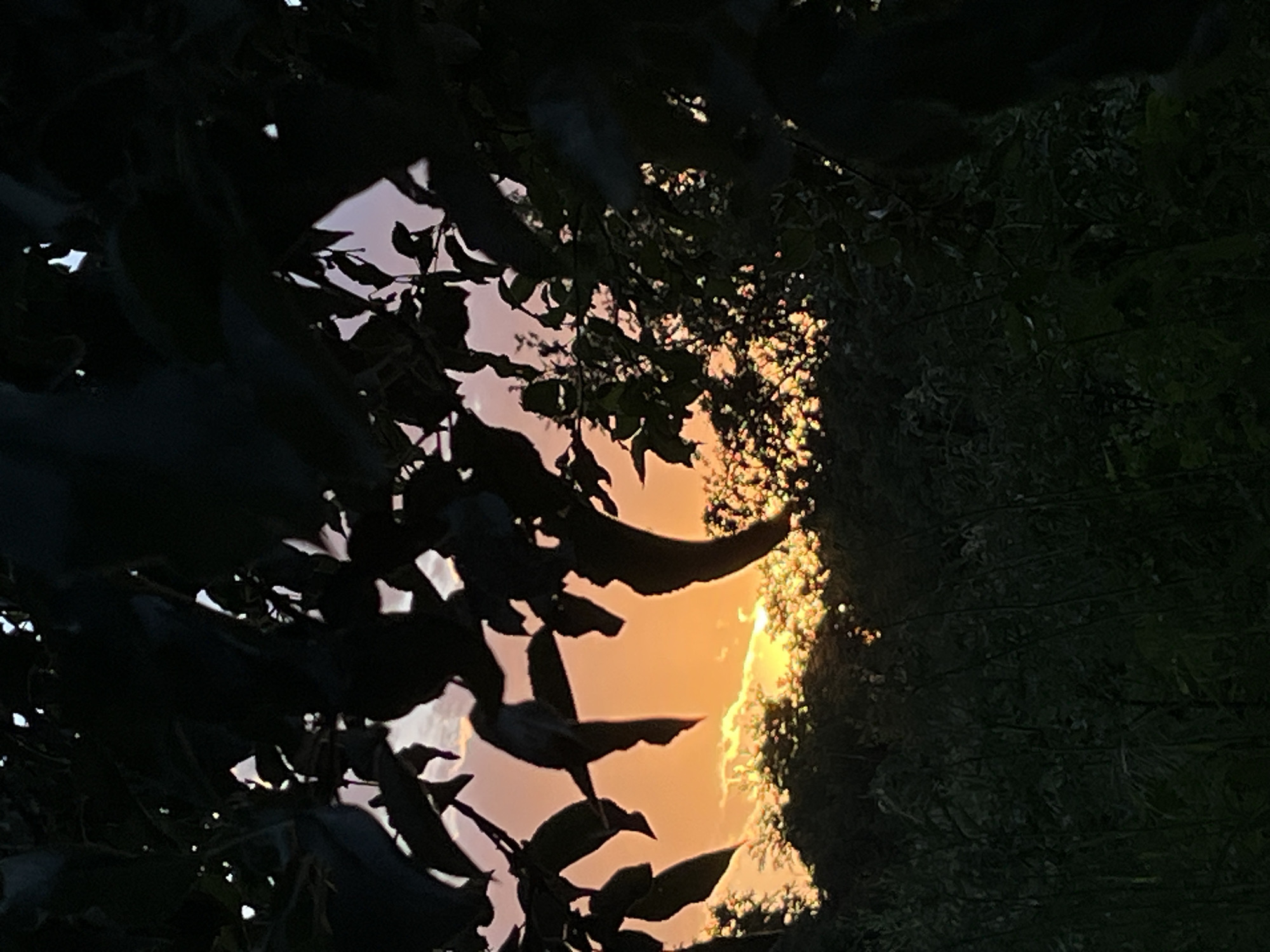 A close-up, vertical, outdoor, low-angle shot captures a sunset viewed through the branches and leaves of trees. The leaves and branches are silhouetted against the sky, which transitions from a pale pink near the top to a vibrant orange at the horizon. The setting sun is a bright, white disc peeking through the trees, casting a warm glow on the clouds and the tops of distant trees and foliage. In the foreground, the dark green leaves and branches create a natural frame, with some leaves appearing almost black due to the backlighting. The lower part of the image is filled with dark, out-of-focus green foliage, suggesting a dense undergrowth. The overall mood is serene and atmospheric, with the vibrant sunset colors contrasting with the dark silhouettes. There are no people, animals, or man-made objects visible in the scene.