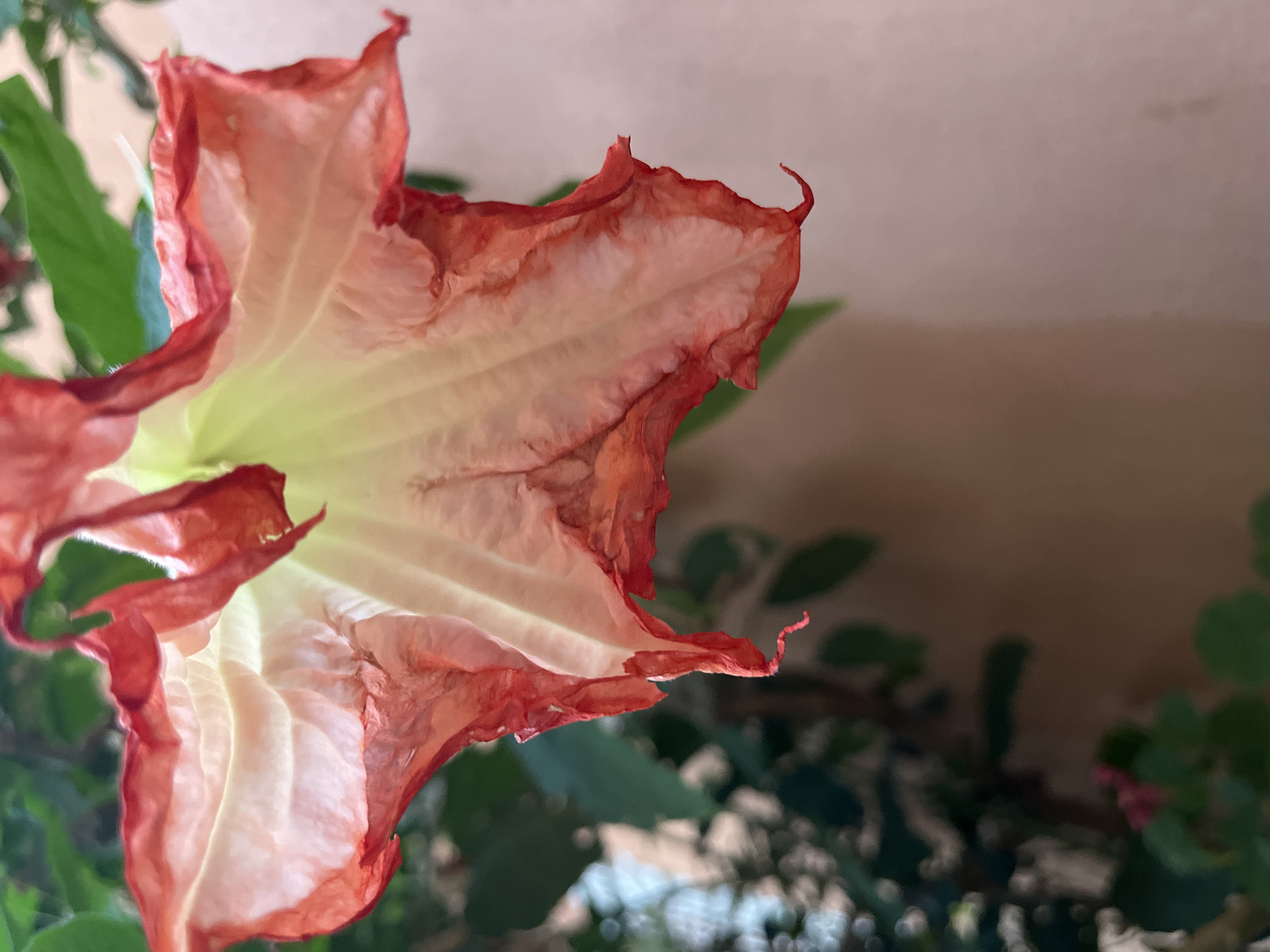 A close-up, downward-facing shot shows a wilting Angel's Trumpet flower, predominantly in hues of peach and pale yellow, with burnt-orange edges. The petals are delicate and crinkled, indicating the bloom is past its prime. Green foliage and a pale pink wall form the blurred background. The image does not contain information about the city of Budva, Montenegro or any people.