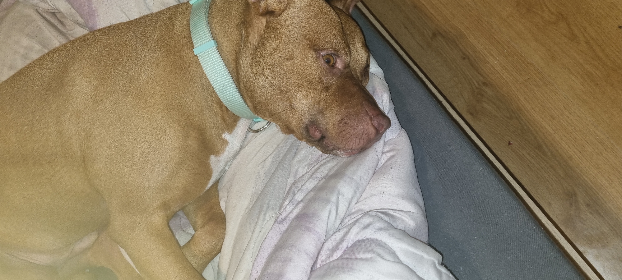 A tan or reddish-brown dog, resembling a Pitbull, is captured lying down and resting indoors. The dog has short fur and distinct white markings on its chest and belly. It wears a light blue or mint green collar. Its head is resting on a crumpled white blanket, with its eyes open, gazing softly towards the right of the frame, conveying a calm and peaceful demeanor. The dog's nose is a pinkish-brown color.
Beneath the white blanket, a dark grey or blue cushion is visible, suggesting a dog bed or a section of a larger piece of furniture. To the right, a section of light brown wooden furniture or flooring, possibly a bed frame or part of a wall, runs vertically, showcasing its natural grain. The lighting is soft and even, indicating an indoor setting, likely a home environment. The scene depicts a quiet moment of rest for the animal, appearing comfortable and relaxed. There is no visible text in the image. This media was taken in Sofia, Bulgaria.