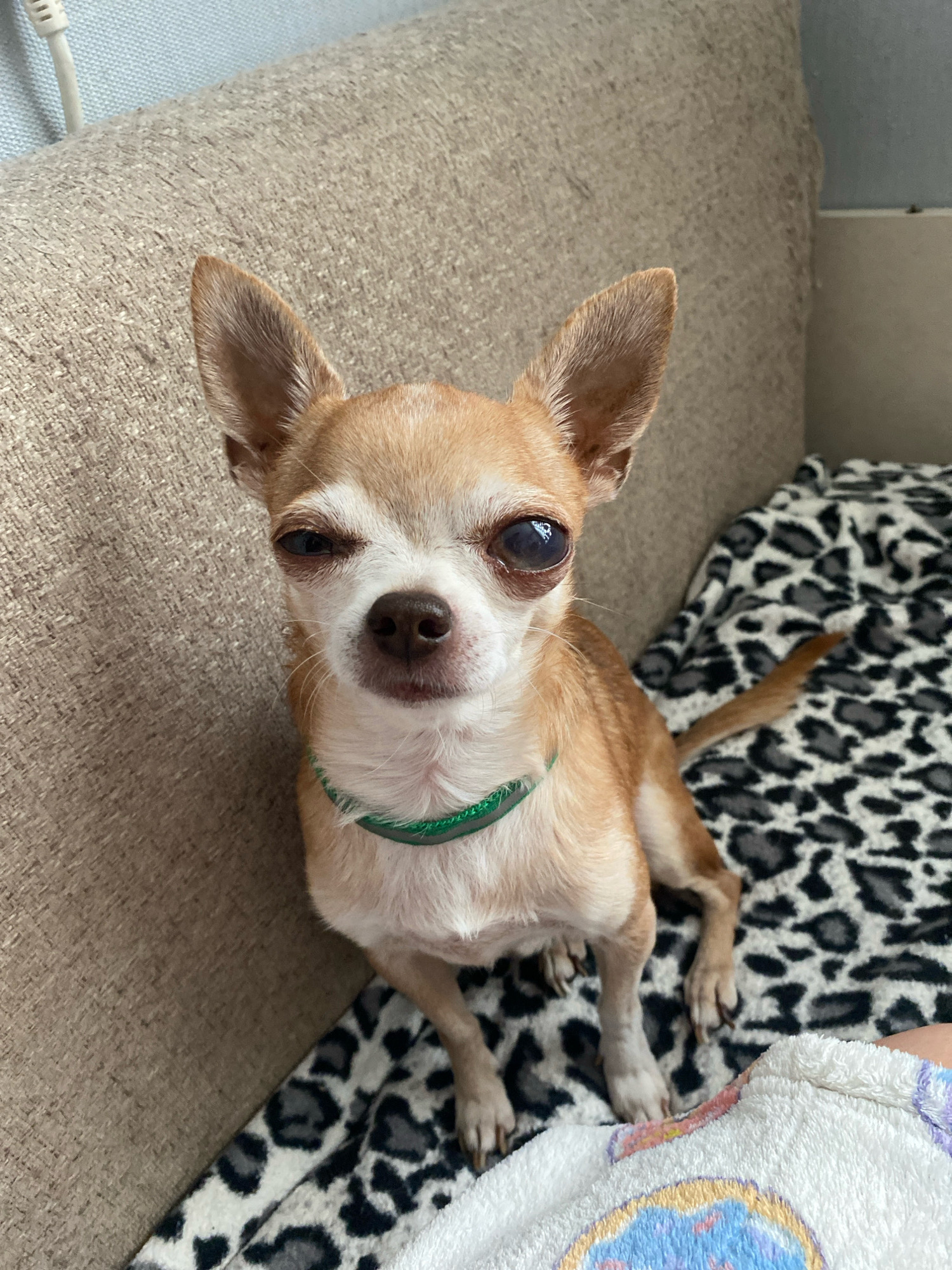 A chihuahua dog sits on a couch with a leopard-print blanket. The dog is light brown with white markings on its face. It has large ears and is wearing a green collar. The couch appears to be made of beige fabric. The image does not provide any information about the city of Zhlobin, Belarus.