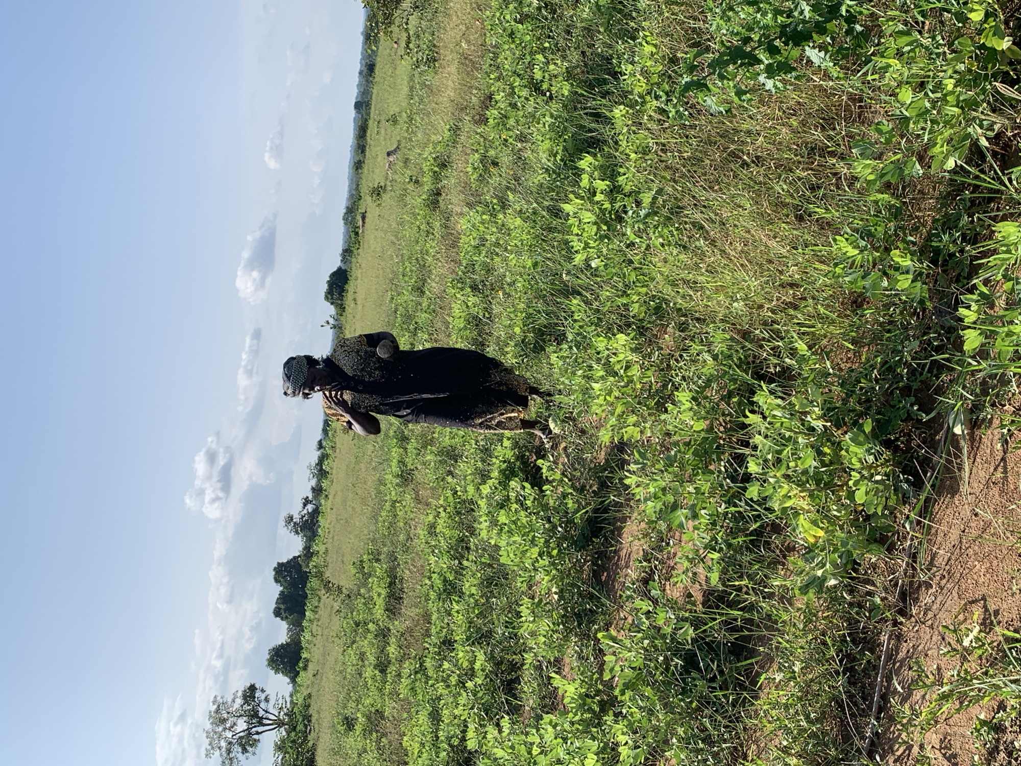 This image captures a person standing in a lush, green field, likely an agricultural area in Akwanga, Nigeria. The person, dressed in dark clothing and a patterned headscarf, is the central subject. They appear to be either tending to the crops or observing the surroundings. The field is dense with green foliage, suggesting a thriving growth of plants, possibly crops like legumes or vegetables, given the leafy nature of the vegetation. The ground appears to be a mixture of soil and grass, with some areas showing dry, straw-like grass interspersed with the green.
In the background, the landscape unfolds into rolling hills covered in more greenery, indicating a rural or semi-rural setting. The sky is a clear blue with scattered white clouds, suggesting fair weather, likely during the daytime. The sunlight casts gentle shadows, indicating it might be late morning or early afternoon. The overall impression is one of natural beauty and agricultural activity. There is no visible text in the image. The scene conveys a sense of peacefulness and connection to the land.