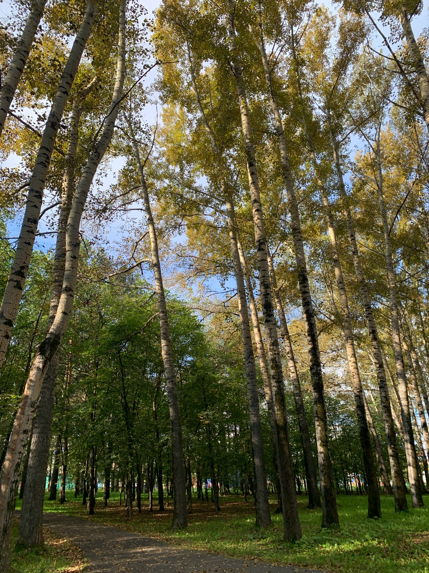 An upward-angle shot captures a dense forest in the city of Prokopyevsk, Russia, with a pathway winding through the trees. The forest is dominated by tall, slender trees with pale bark marked by dark vertical streaks, characteristic of birch or aspen species, reaching towards a bright blue sky. The foliage of these trees exhibits autumnal colors, with a mix of green and yellow leaves, indicating the season. In the background, denser, darker green foliage suggests a mixed forest composition. The ground is covered in fallen leaves and patches of green grass, with dappled sunlight filtering through the canopy, creating patterns of light and shadow on the pathway and the forest floor. The pathway itself is dark gray and appears to be paved, with scattered leaves on its surface. No people are visible in the scene. The overall impression is of a natural, serene parkland.