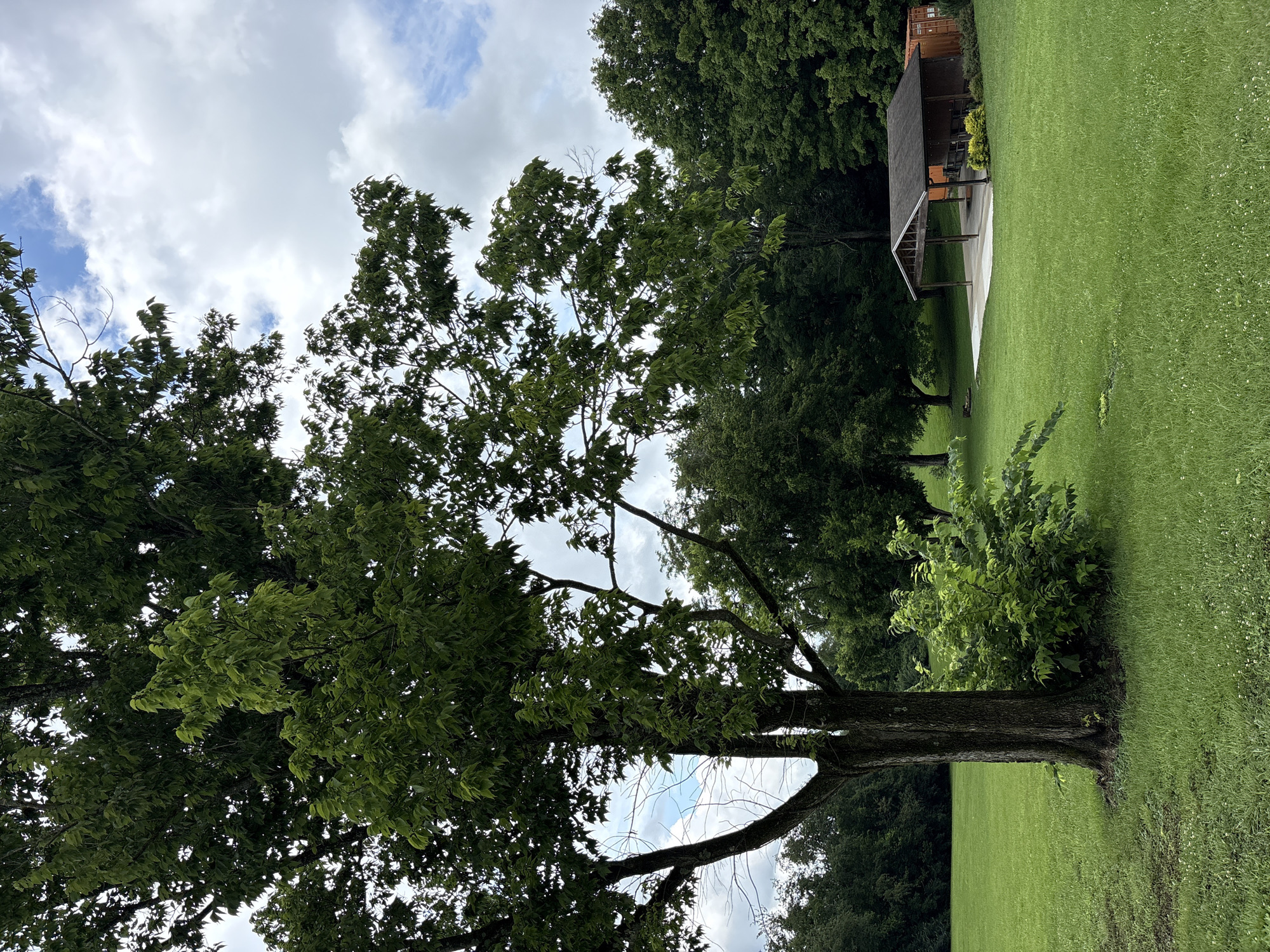 A wide shot captures a park-like setting with lush green grass and a variety of trees. In the foreground, a large tree with a thick trunk stands prominently on the left side. To the right, a small building with a dark-colored roof and open sides, possibly a shelter or pavilion, is visible. Adjacent to the building, a shipping container, orange in color, is parked. The background consists of a dense line of trees, and the sky above is partly cloudy with patches of blue. The scene appears serene and natural.