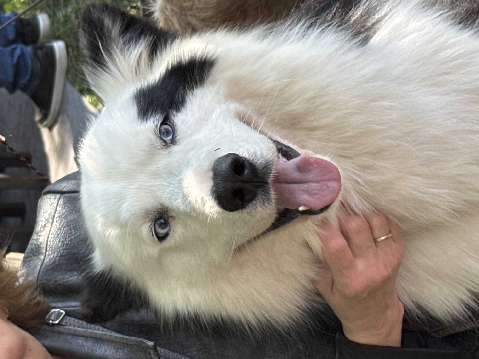 A close-up shot depicts a fluffy, white dog with black markings around its ears and a distinctive black patch over its left eye. The dog has striking blue eyes and its tongue is lolling out, suggesting it might be panting or happy. The dog is lying on its back, cradled in someone's lap or against a dark, possibly leather, surface, which could be a jacket or bag. A person's hand is visible, petting the dog. A gold ring is on the finger. Part of another person's legs and feet wearing sneakers are visible in the background. The location in the city of Vsevolozhsk, Russia is not discernible from the image. The setting is outdoors, suggested by the presence of grass.