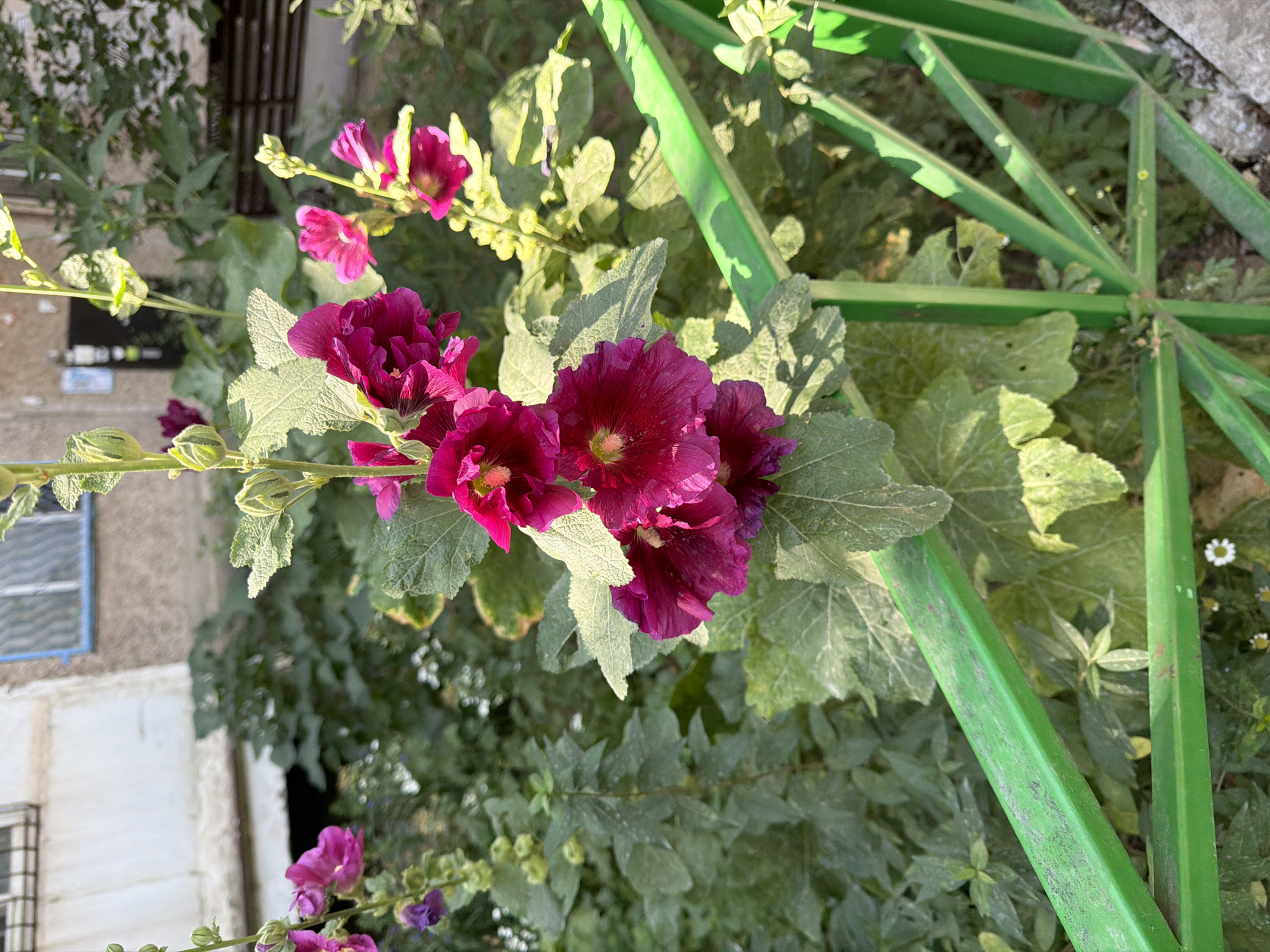 In Shymkent, Kazakhstan, a close-up shot features a cluster of vibrant magenta hollyhock flowers in the foreground. The flowers are arranged vertically on a tall stem, with some in full bloom and others as buds. Behind the flowers, a green metal fence runs diagonally across the frame, with the green paint appearing slightly weathered. Beyond the fence, lush green foliage creates a soft, blurred background. In the upper left corner, a portion of a building is visible, characterized by a beige facade, white window frames, and a blue-tinted window. The scene suggests an outdoor setting, likely a garden or a yard adjacent to a residential building.