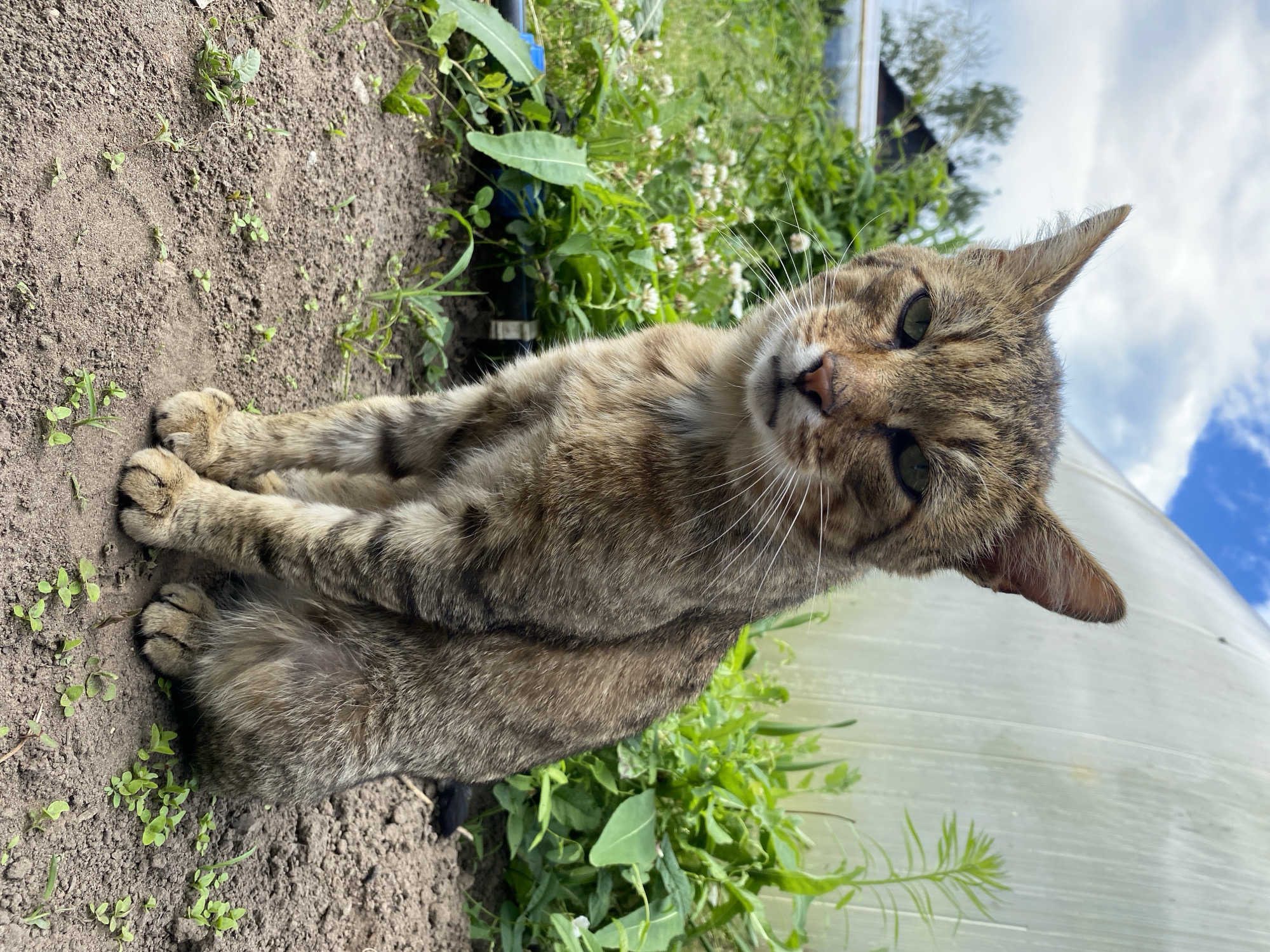 A tabby cat with green eyes is the primary subject, lying on the ground in a garden. The cat is facing the camera, tilted on its side, with its paws resting in front of it. The background consists of lush green vegetation, including plants with small white flowers, and a portion of a white structure, possibly a greenhouse. The ground is dirt with some small green sprouts. The sky is visible in the upper right corner, with white clouds against a blue backdrop, suggesting it is daytime. The cat appears relaxed, and the overall mood is peaceful and natural. No text is visible in the image. The location is Chaikovsky, Russia.