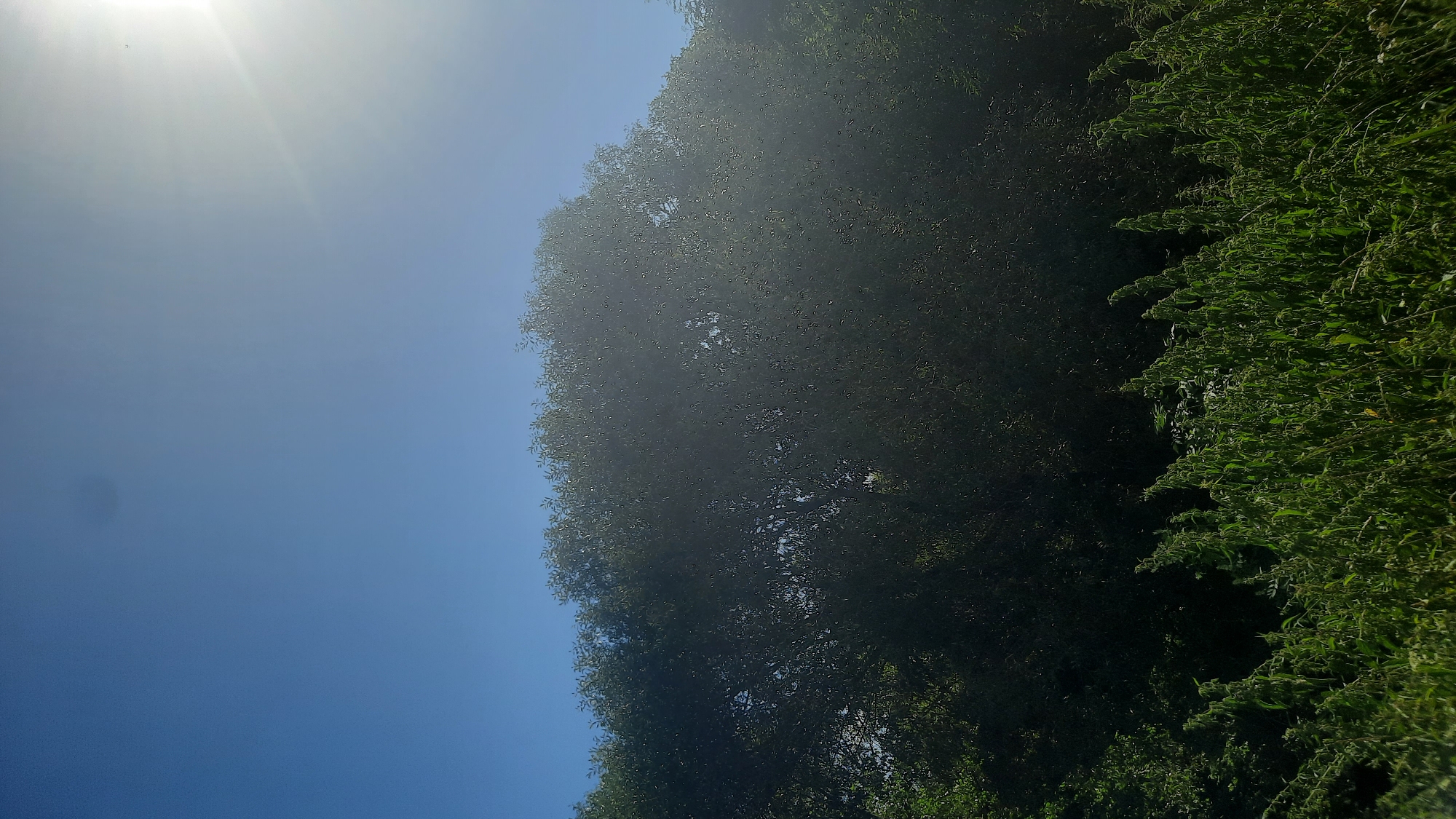 The image depicts a bright, sunny day with a clear blue sky. The sun is visible in the upper right corner, casting a strong glare. In the foreground, there is a dense growth of green foliage, possibly weeds or tall grass. Behind the foliage, a large, leafy tree dominates the middle ground, its branches and leaves silhouetted against the bright sky. The tree appears lush and full. The background is primarily the expansive blue sky, with a faint, dark circular smudge visible near the top left. The overall impression is that of an outdoor natural setting, likely in a park or undeveloped area. The location is specified as Shklov, Belarus.