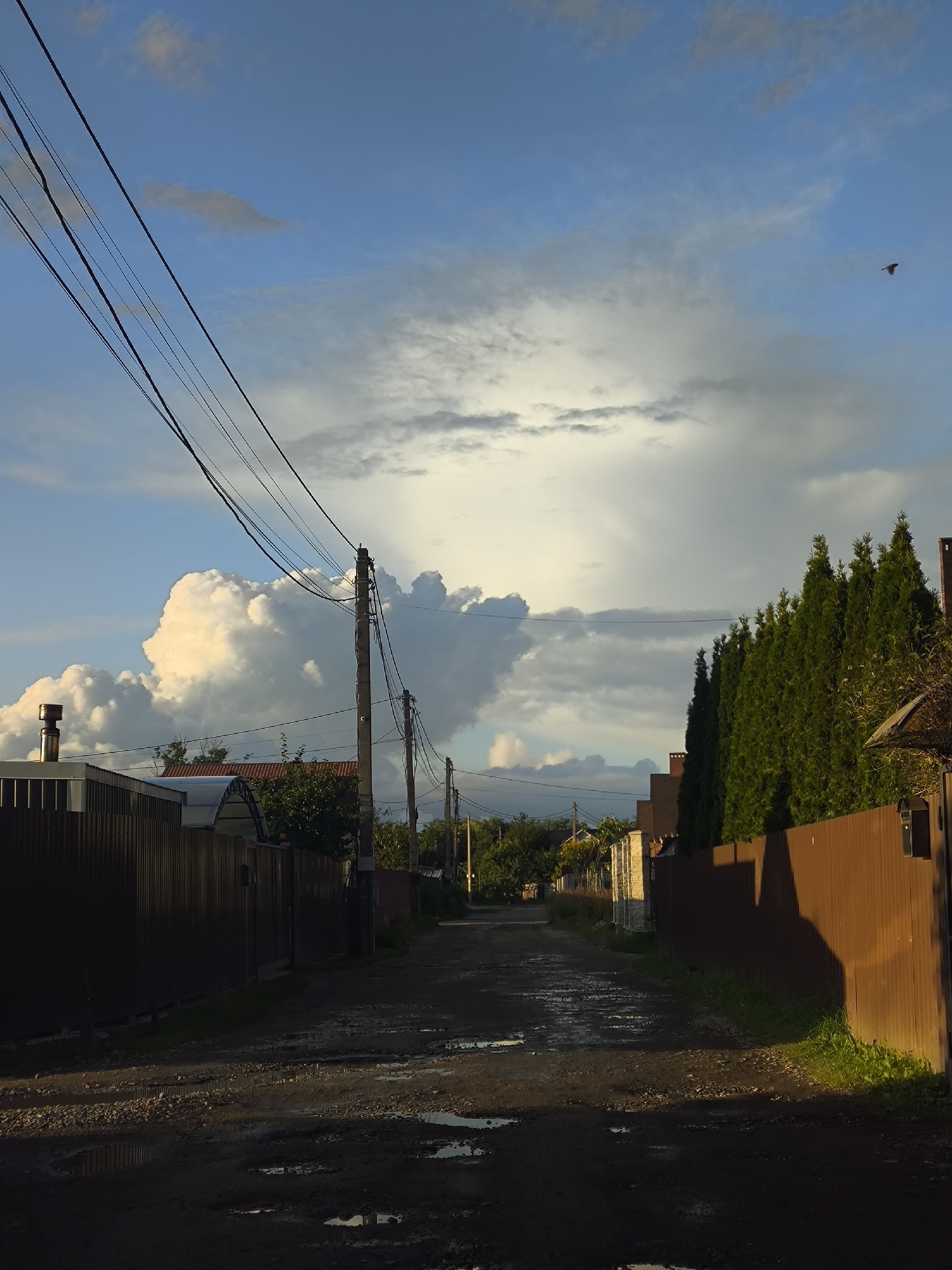 The image depicts a rural or suburban road in Kaliningrad, Russia, characterized by a dirt or gravel surface with numerous puddles, suggesting recent rainfall. The scene is framed by fences on both sides. On the left, a dark, corrugated metal fence runs along the road, with a building featuring a metallic chimney visible behind it. Further down the left side, a greenhouse-like structure with a red roof is partially visible. On the right, a tall, brown corrugated metal fence is prominent, with a line of evergreen trees, possibly cypress or juniper, planted behind it. A mailbox is mounted on the right fence.
The sky is a significant feature, displaying a mix of blue sky and dramatic clouds. Large, fluffy white clouds are illuminated by sunlight, contrasting with darker, grayer cloud formations. A single bird is visible in flight in the upper right portion of the sky. Overhead, a series of utility wires are strung across the scene, supported by wooden utility poles that are staggered along the road. The lighting suggests it is either early morning or late afternoon, with the sun casting long shadows. The overall impression is one of a quiet, somewhat weathered, but picturesque rural setting.