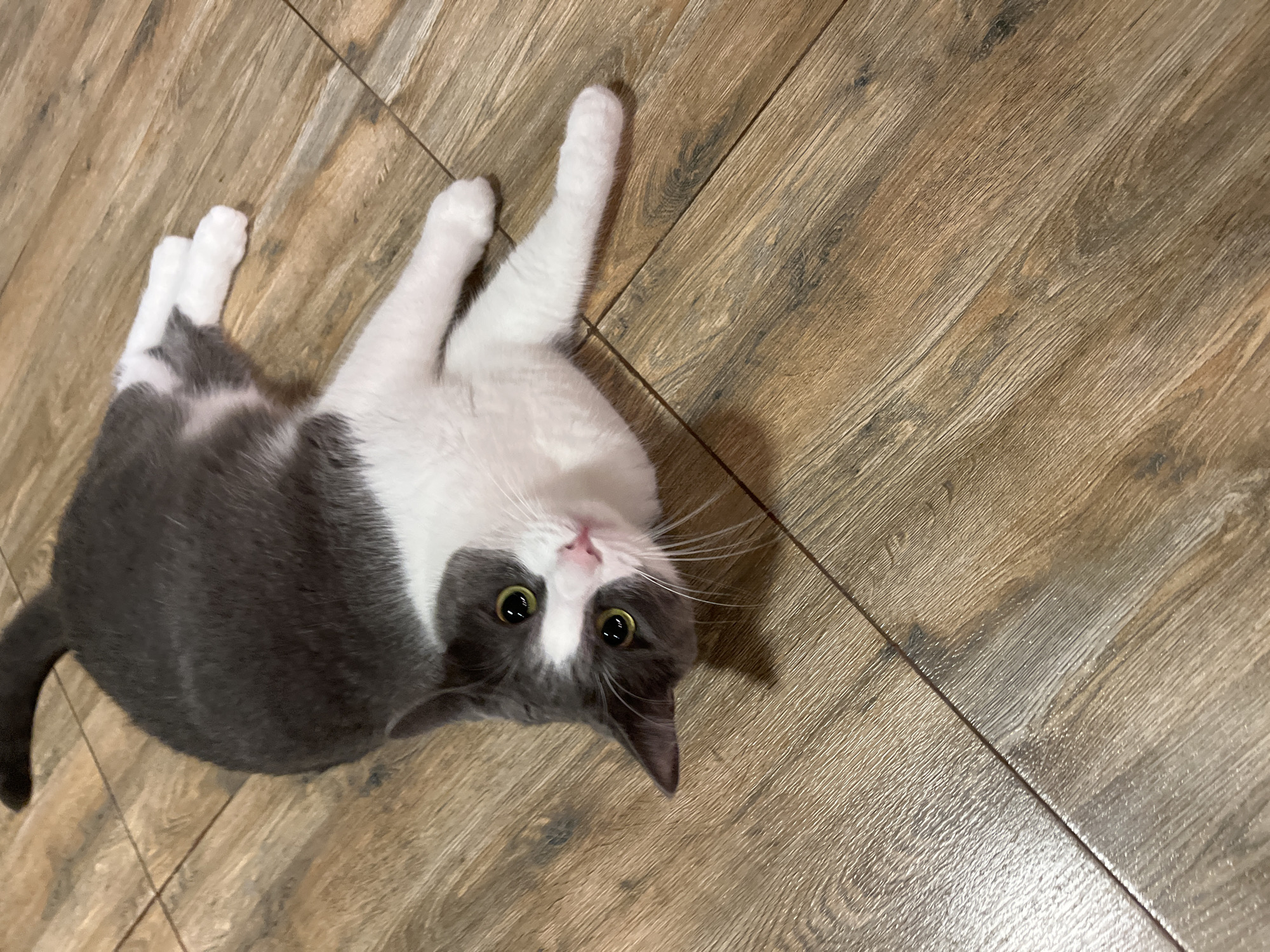 An overhead shot captures a domestic cat lying on a wooden-patterned floor. The cat is primarily grey with white markings on its chest, paws, and tail. Its eyes are open and appear green. The cat's head is tilted to the left, and its body is stretched out. The floor is made of wooden planks, with a warm brown tone and visible wood grain. The lighting suggests an indoor setting, possibly a home. There are no other subjects or objects visible in the frame. The location is not specified in the image or its accompanying data.
