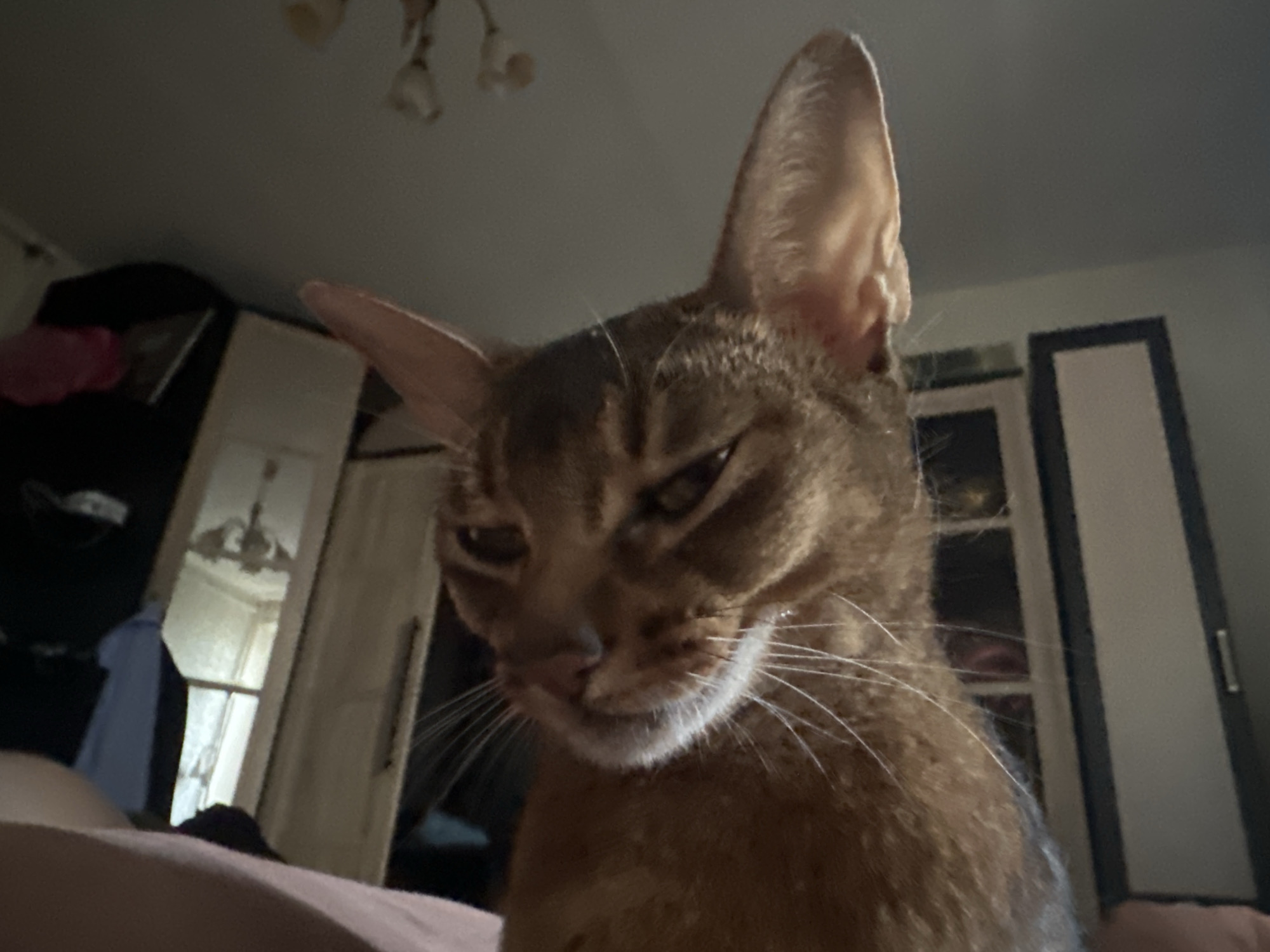 A close-up shot of an Abyssinian cat with a suspicious expression, possibly indoors. Behind the cat, there appears to be a wardrobe or closet and a chandelier. There is nothing in the image to suggest the city of Moscow, Russia.