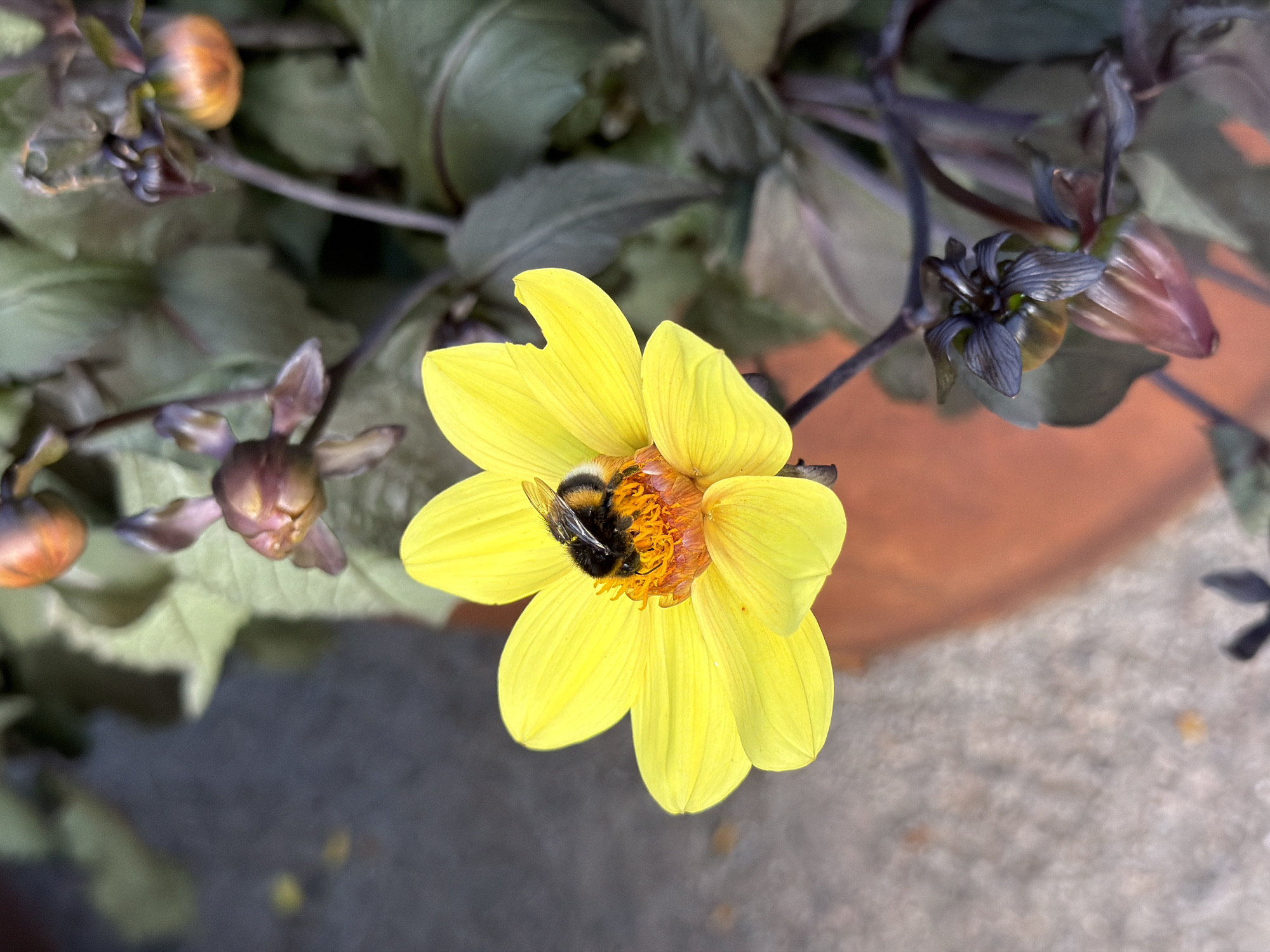 A bumblebee, its body covered in black and yellow stripes, is perched on a bright yellow dahlia flower. The bee appears to be collecting nectar or pollen from the flower's center, which is a vibrant orange. The dahlia is in full bloom with delicate, pointed petals. In the background, other dahlia buds and foliage are visible, some with a dark, purplish hue. The scene is set outdoors, with a reddish-brown pot partially visible at the bottom of the frame, suggesting the flowers are in a garden or on a patio. The ground appears to be a textured, light-colored surface, possibly concrete or stone. The lighting suggests it is daytime.