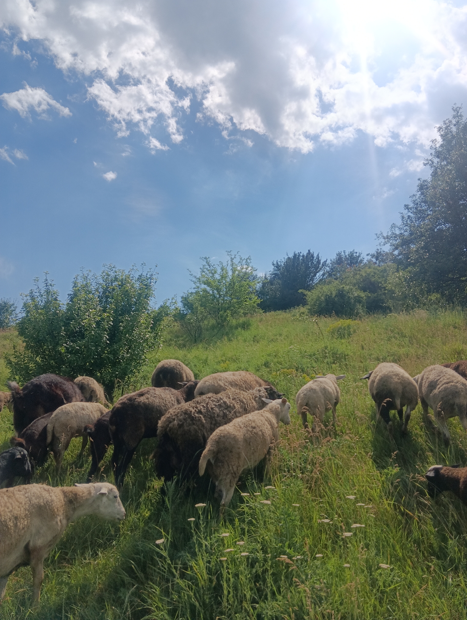A flock of sheep grazes on a grassy hillside under a bright, partially cloudy sky. The sheep are a mix of light and dark colors, with some appearing to be eating or resting. Lush green trees and bushes dot the background, suggesting a rural or natural setting. The sun is shining brightly, casting a glow over the scene and creating some lens flare. The overall impression is one of a peaceful pastoral landscape.