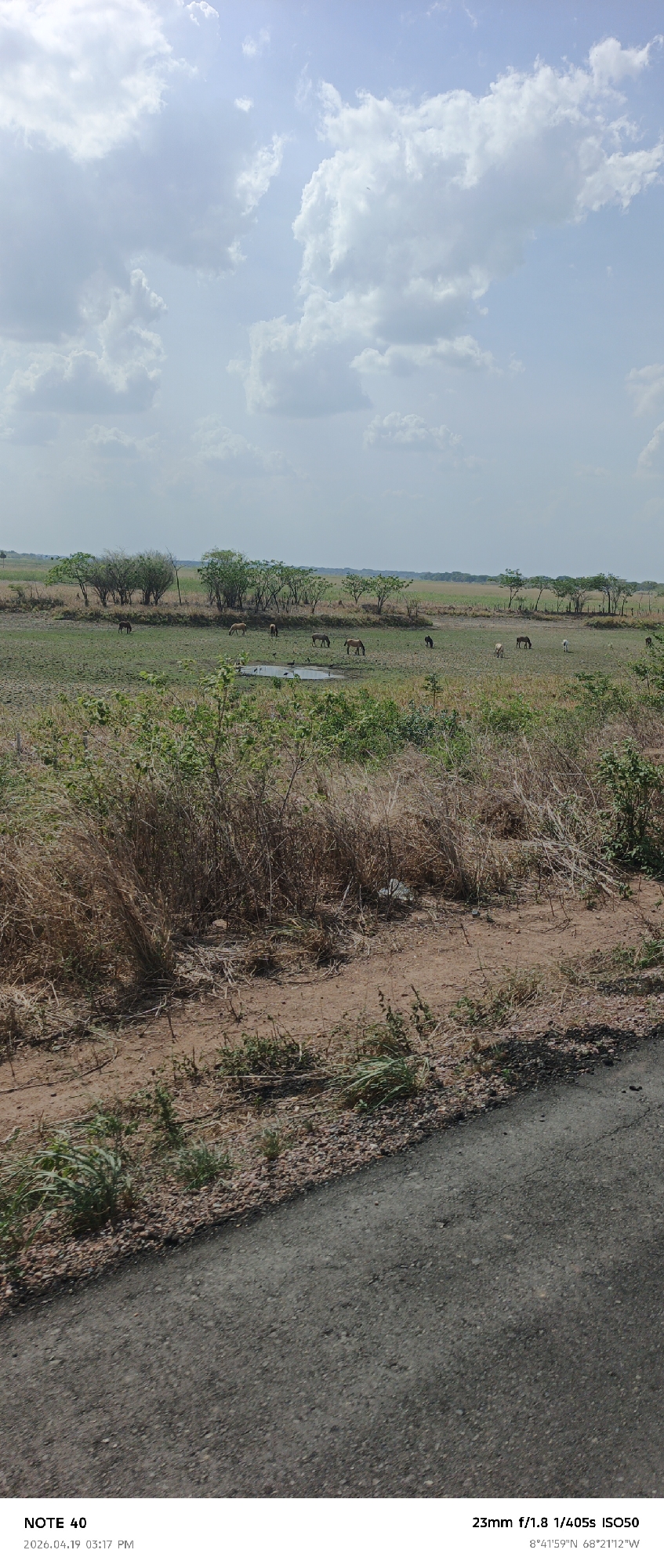 The image shows a rural landscape in Cano Negro, Venezuela. In the distance, a group of horses is grazing near a small pond surrounded by scattered trees. The foreground features dry grass and vegetation leading to a paved road. The sky is partially cloudy with blue patches. The photo was taken with a 23mm lens at f/1.8, 1/405s, ISO50, at coordinates 8°41'59"N 68°21'12"W, on April 19, 2026, at 3:17 PM.