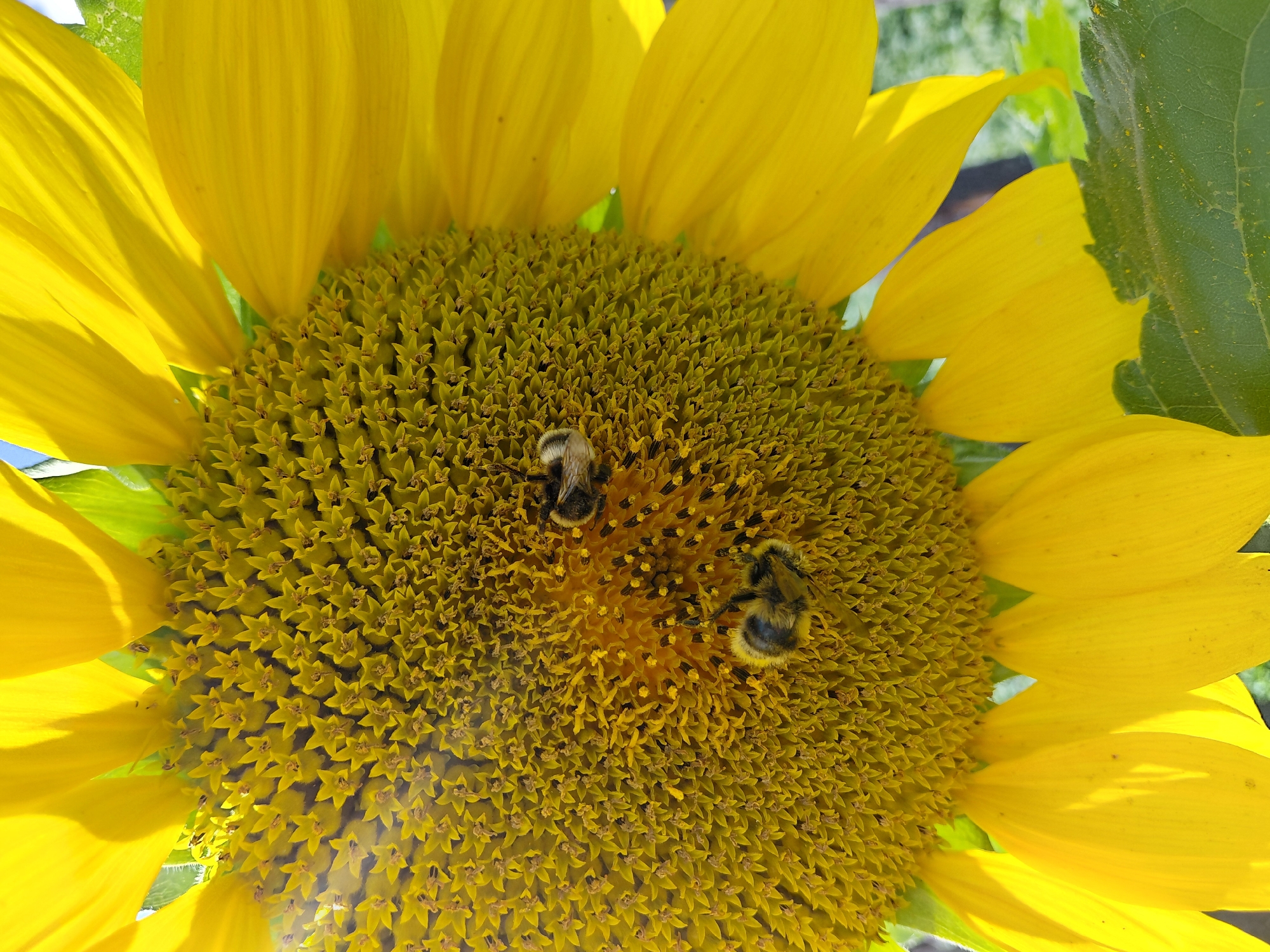 A close-up, eye-level shot captures a portion of a bright yellow sunflower, its center filled with tiny florets. Two bumblebees are visible on the sunflower's face, one positioned slightly higher and to the right of the other. The bees appear to be foraging, their fuzzy bodies covered in pollen. The background is softly blurred, suggesting an outdoor setting likely in Malinovka, Russia, with hints of green foliage visible. The sunlight illuminates the scene, casting gentle shadows and highlighting the vibrant colors of the sunflower.