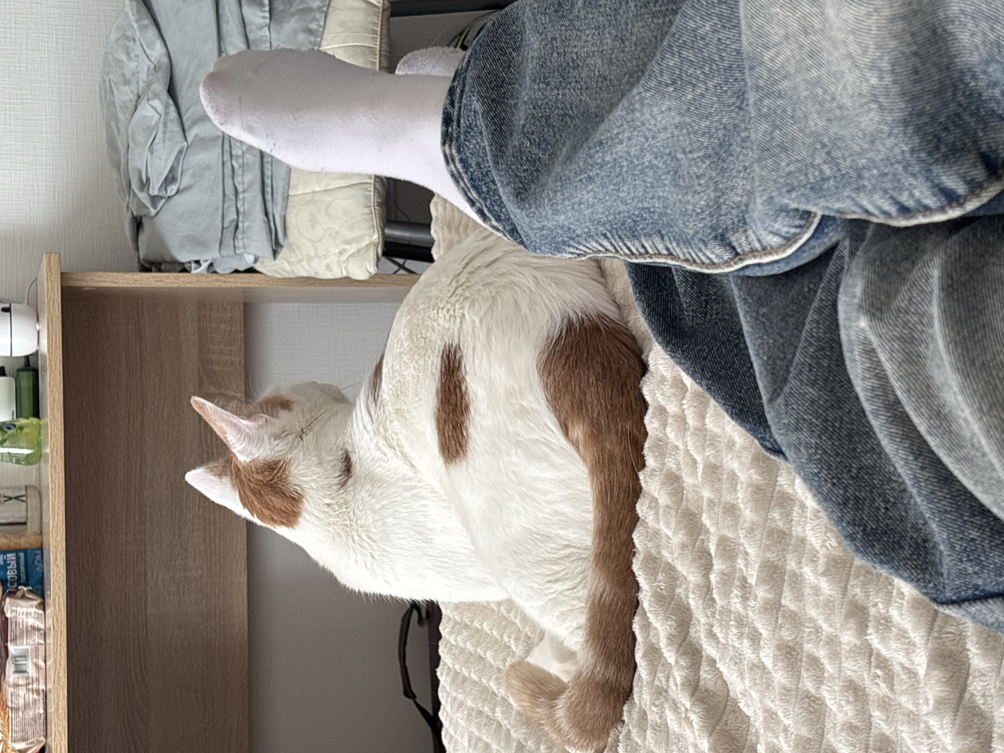 A person wearing jeans and a white sock is sitting on a white textured blanket next to a white and brown cat. The cat is lying down, partially under the person's legs. To the left is a wooden shelf with various items. The location is indoors, likely a home. There is no information to ascertain the location in the city of Vsevolozhsk, Russia.