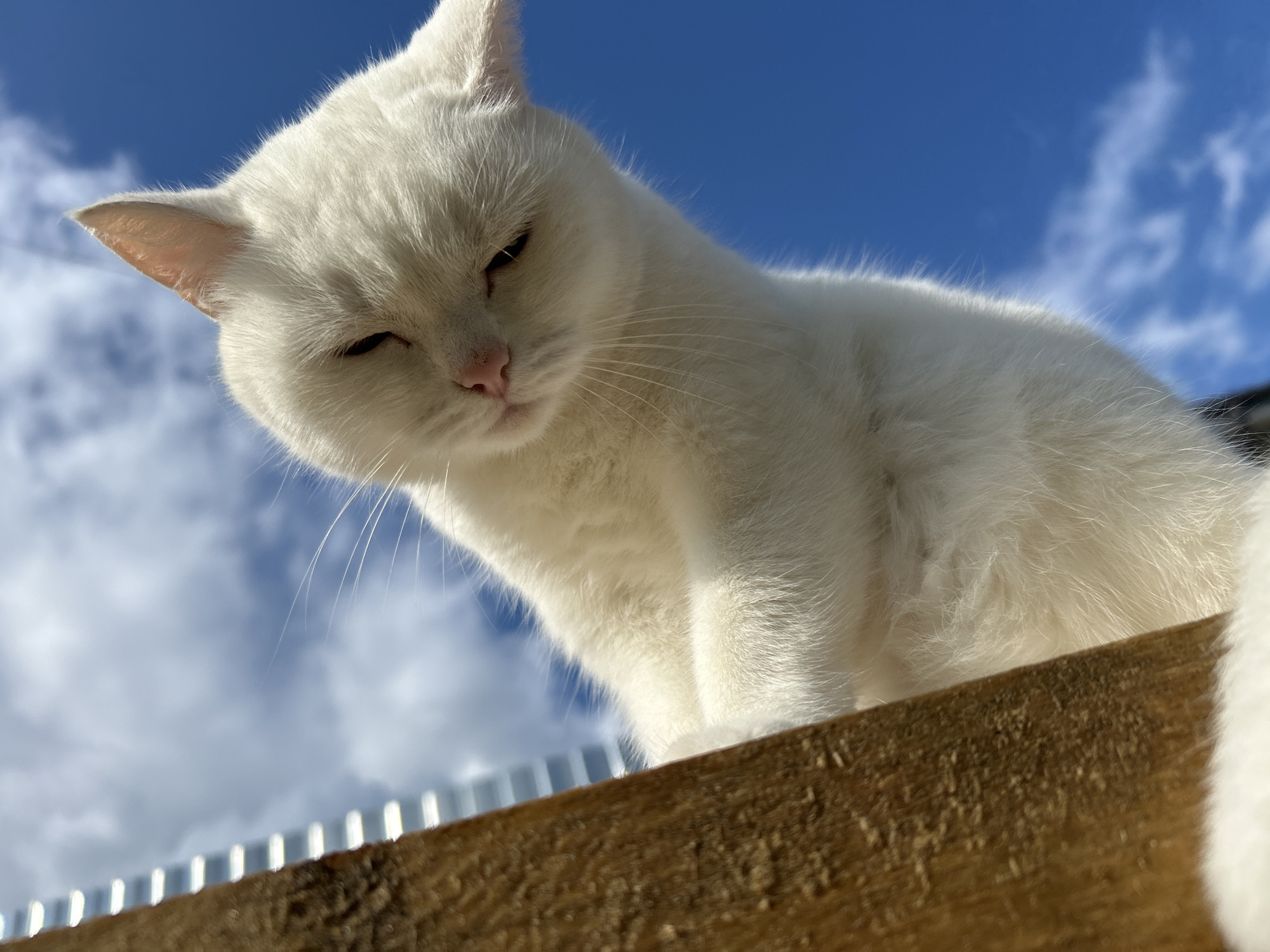 A white cat is perched on a wooden surface, looking downwards and slightly to its right. The cat's eyes are partially closed, and its ears are perked up. The background consists of a bright blue sky with scattered white clouds. A section of what appears to be corrugated metal is visible on the left side of the image, behind the wooden surface. The scene is outdoors, with the sun illuminating the cat from the front, creating soft shadows. The location is not specified in the image, and therefore, the city of Chaikovsky, Russia cannot be determined from the visual information provided.