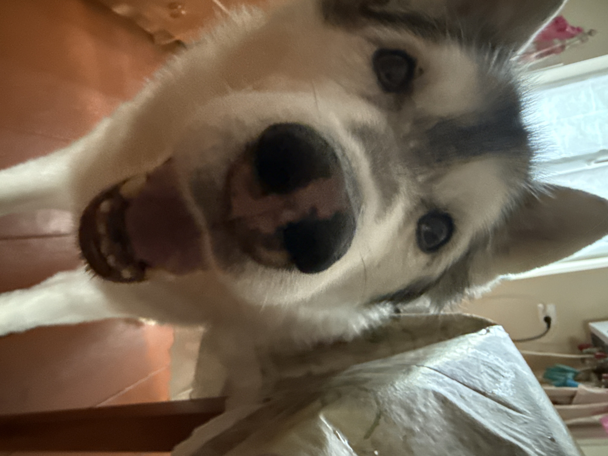 A husky dog is looking directly at the camera with its mouth open, panting. The dog's fur is gray and white. The dog is in a room with a window and furniture. The dog is the only subject in the image.