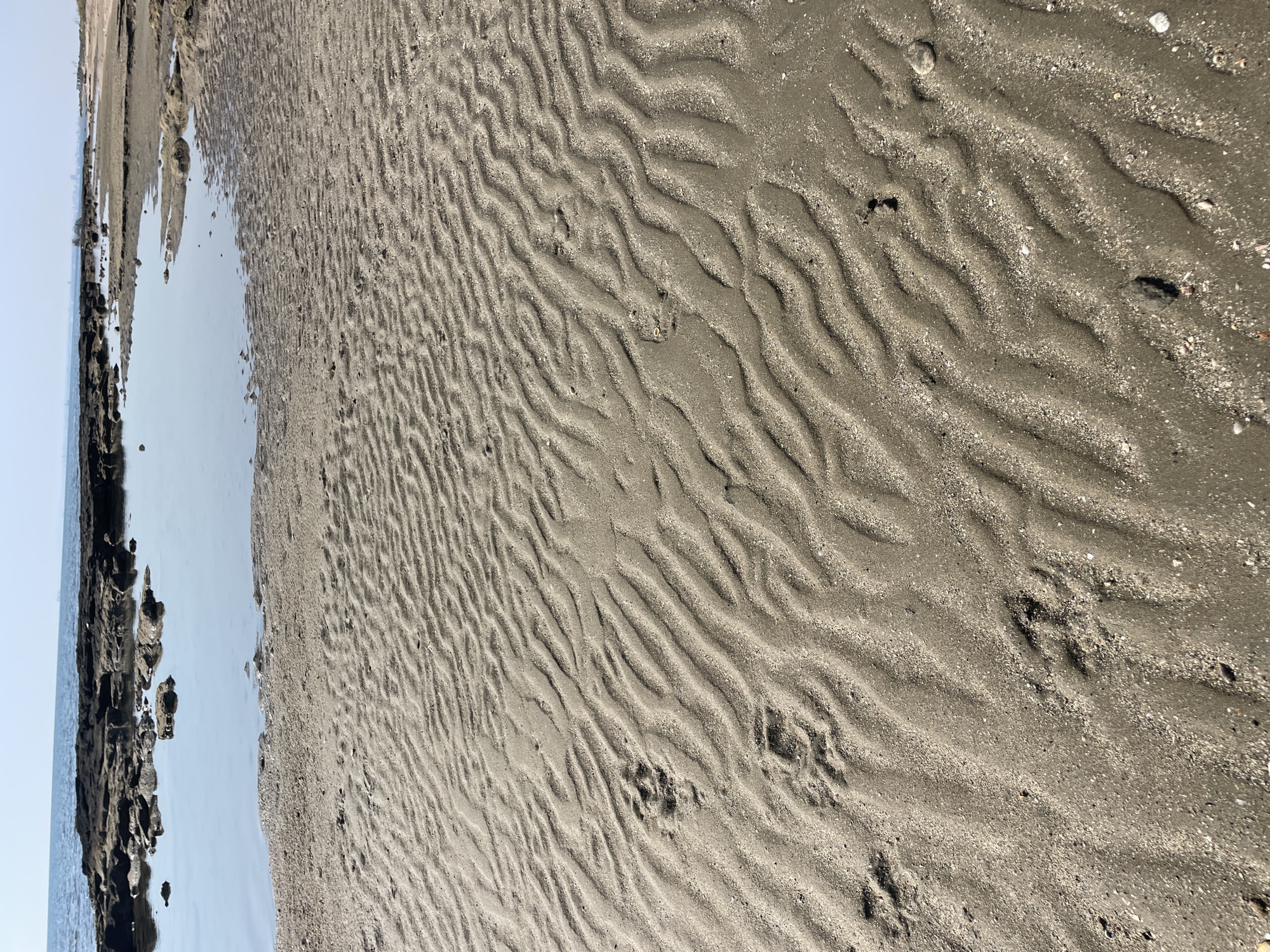 The image captures a close-up view of a sandy beach with distinct ripple patterns formed by the receding tide. In the foreground, several animal paw prints are visible in the damp sand, indicating the presence of a dog or similar creature. The sand is a light brown color and speckled with small shells and pebbles. The background shows a calm body of water, likely the sea, with a rocky shoreline and a distant, hazy cityscape. The sky is clear and blue, suggesting a sunny day. The scene is set on the coast of Spathariko, Northern Cyprus.