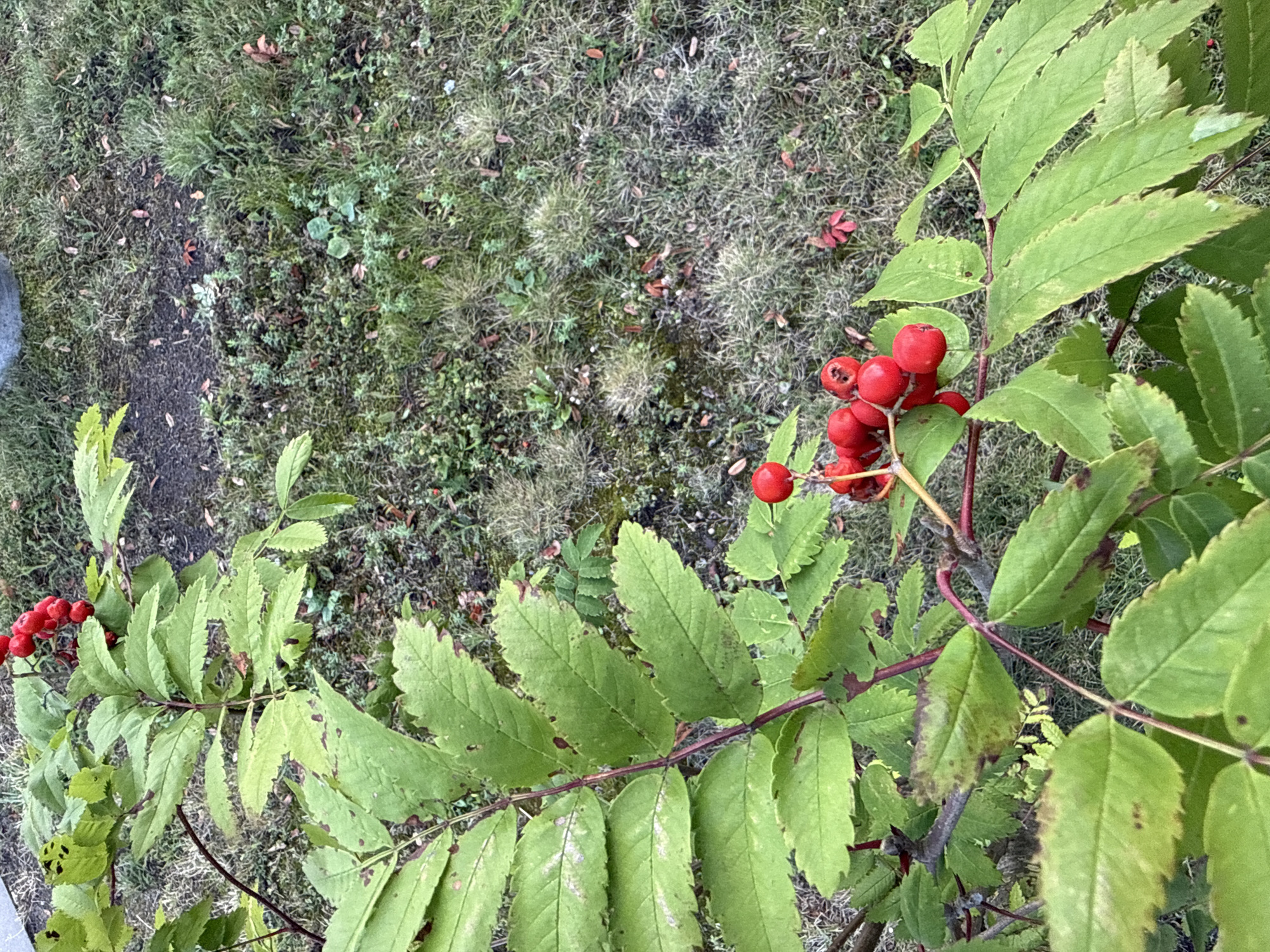 This image shows a close-up view of a rowan tree branch with bright red berries and green leaves, against a backdrop of grass and soil. The tree branch extends from the left side of the frame, with its compound leaves spread out. Several clusters of red berries are visible, some in sharp focus, others slightly blurred. The ground beneath the tree is covered in patchy grass, with some dry leaves and sparse vegetation. The scene is outdoors and appears to be in a natural or garden setting. There are no people or animals visible. The lighting suggests it may be daytime. The image does not provide any specific information that would indicate a location in Tallinn, Estonia.